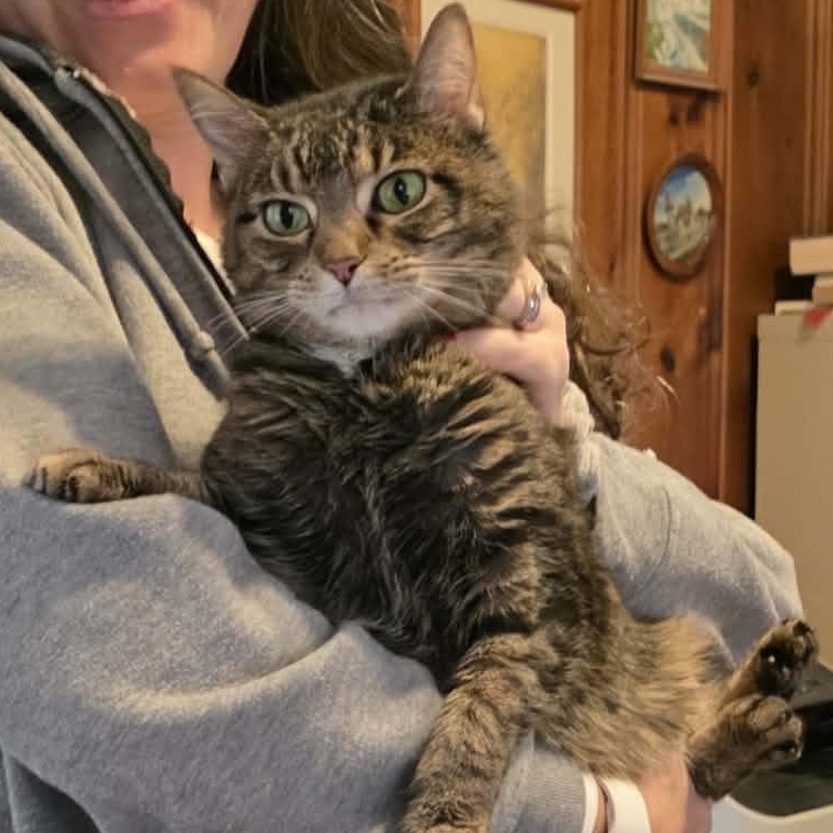 Nelle, ADOPTABLE, Adult Female Domestic Short Hair.