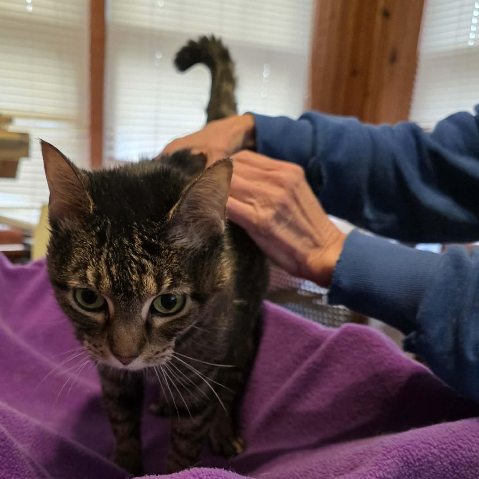 Nelle, a ADOPTABLE Domestic Short Hair in Chicago, IL image 6/6