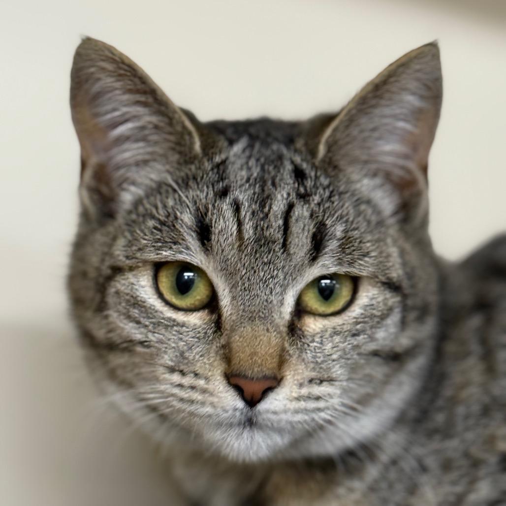 Taco, Adoptable, Kitten Female Domestic Short Hair.