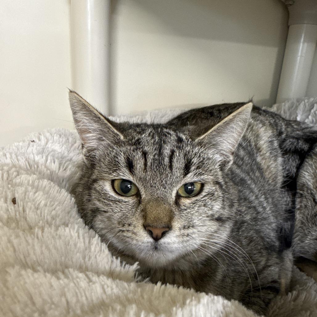 Enlarge Taco, a Adoptable Domestic Short Hair in Spanish Fork, UT image 2/5
