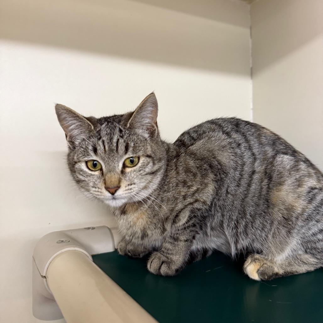 Enlarge Taco, a Adoptable Domestic Short Hair in Spanish Fork, UT image 3/5