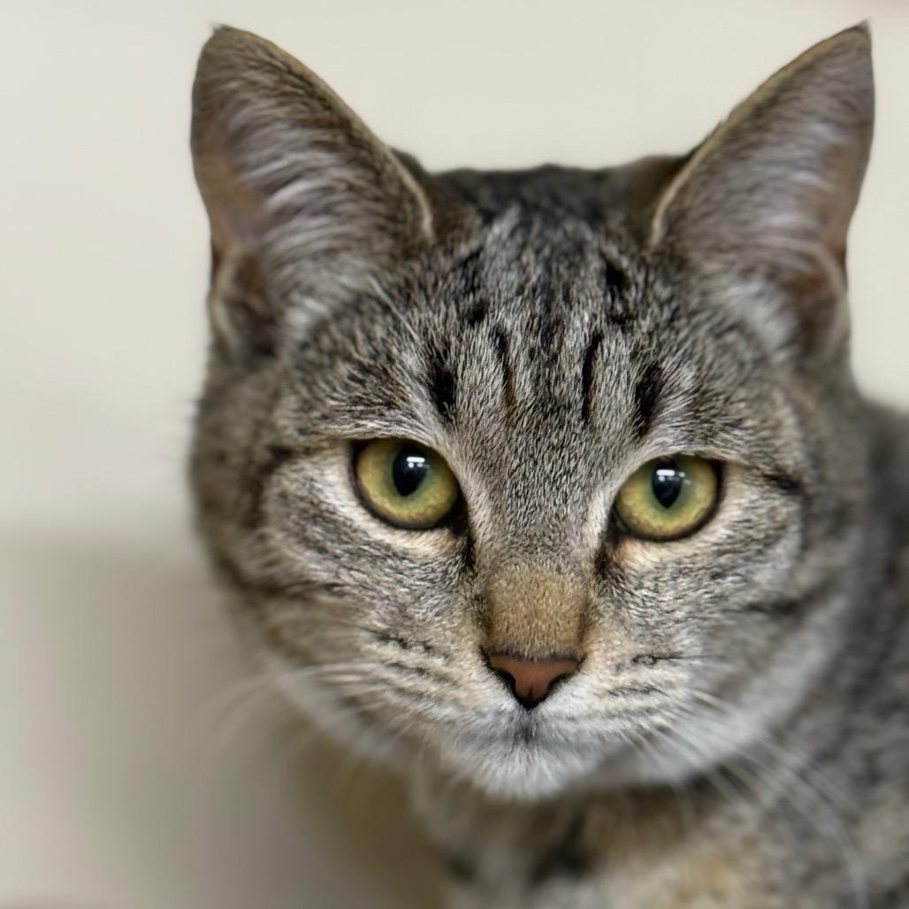 Enlarge Taco, a Adoptable Domestic Short Hair in Spanish Fork, UT image 4/5