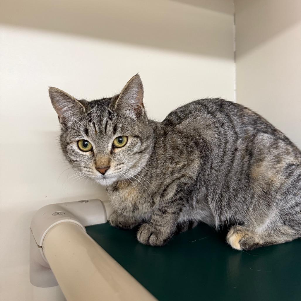 Enlarge Taco, a Adoptable Domestic Short Hair in Spanish Fork, UT image 5/5