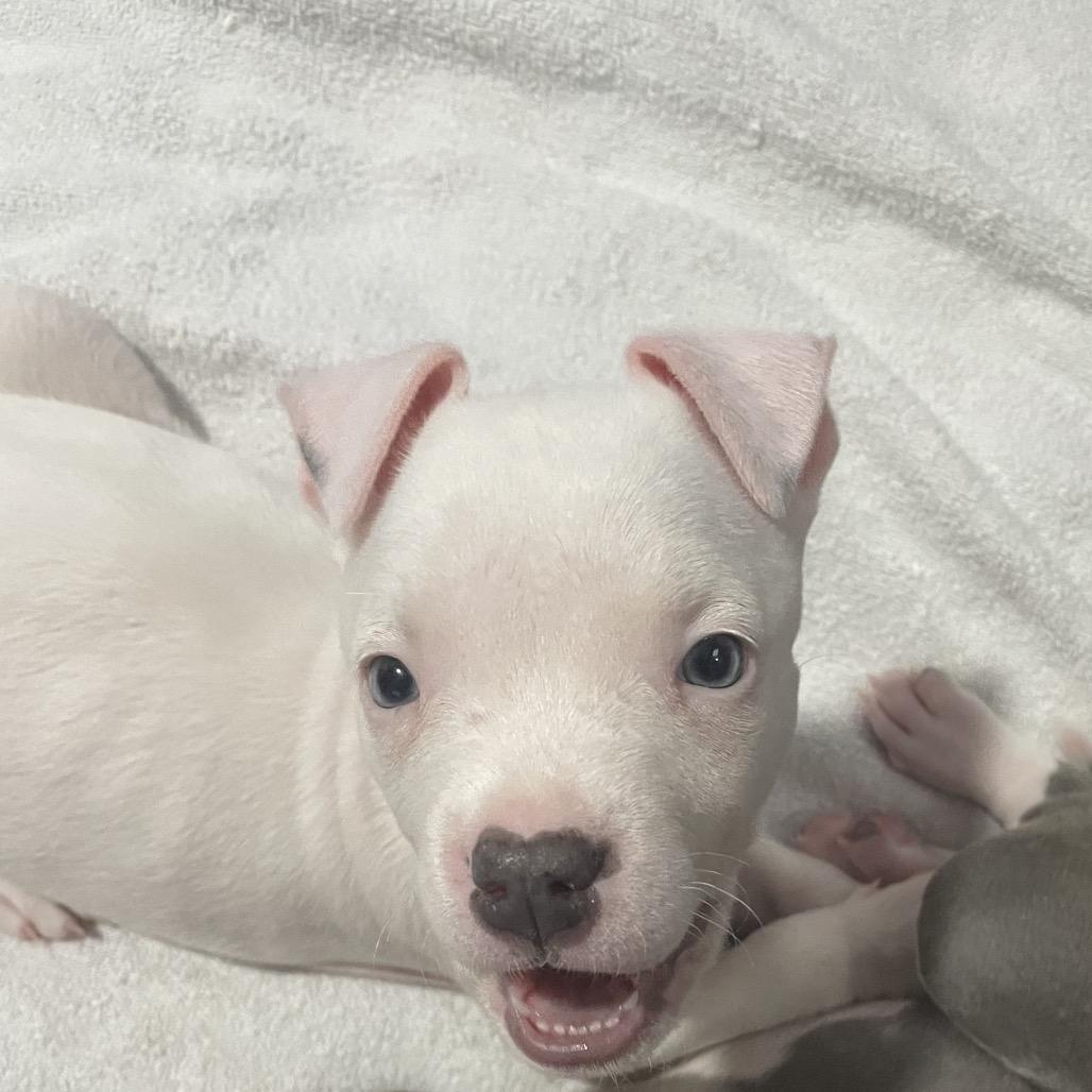 Enlarge Poppy, a Adoptable Pit Bull Terrier in Northville, MI image 2/4