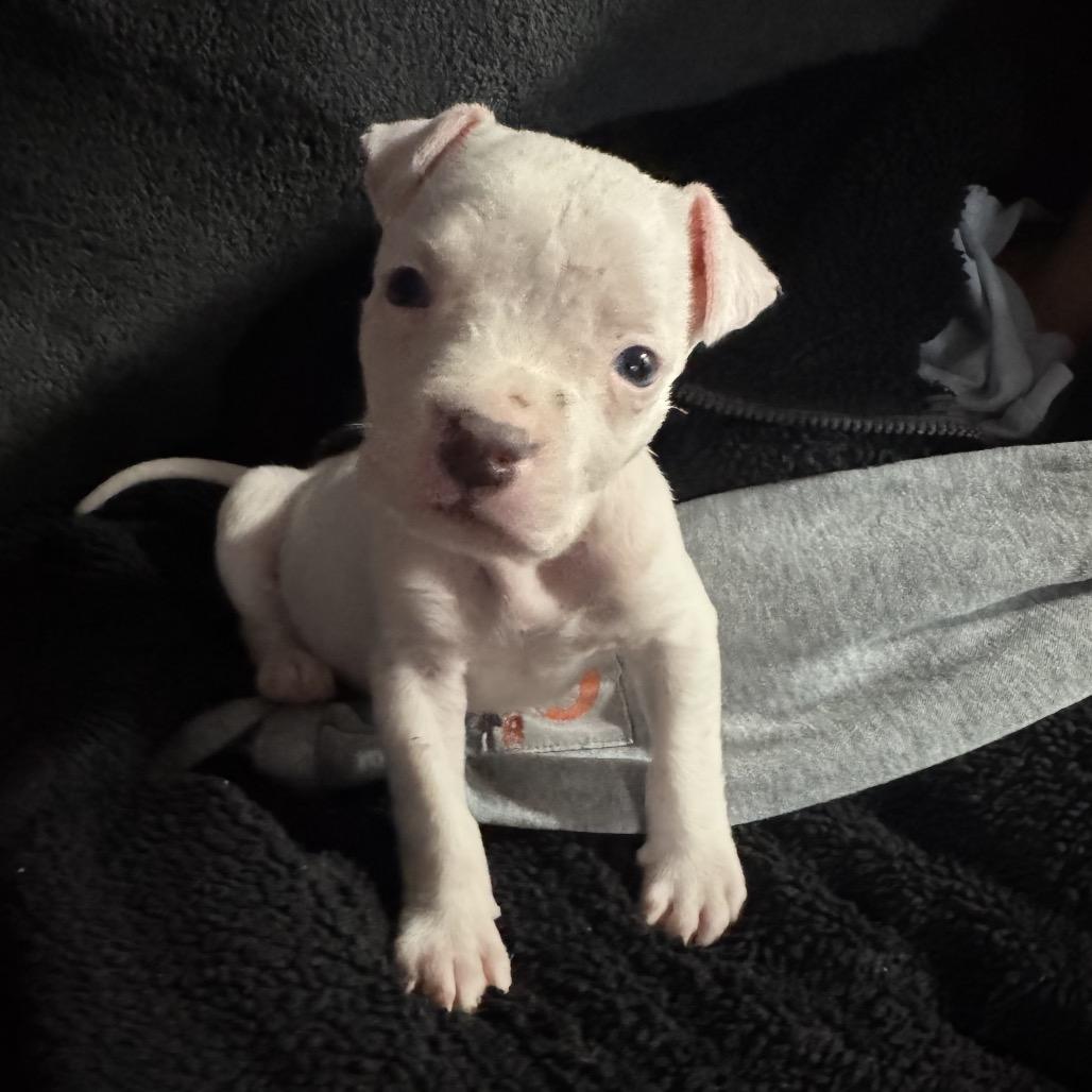 Enlarge Poppy, a Adoptable Pit Bull Terrier in Northville, MI image 3/4