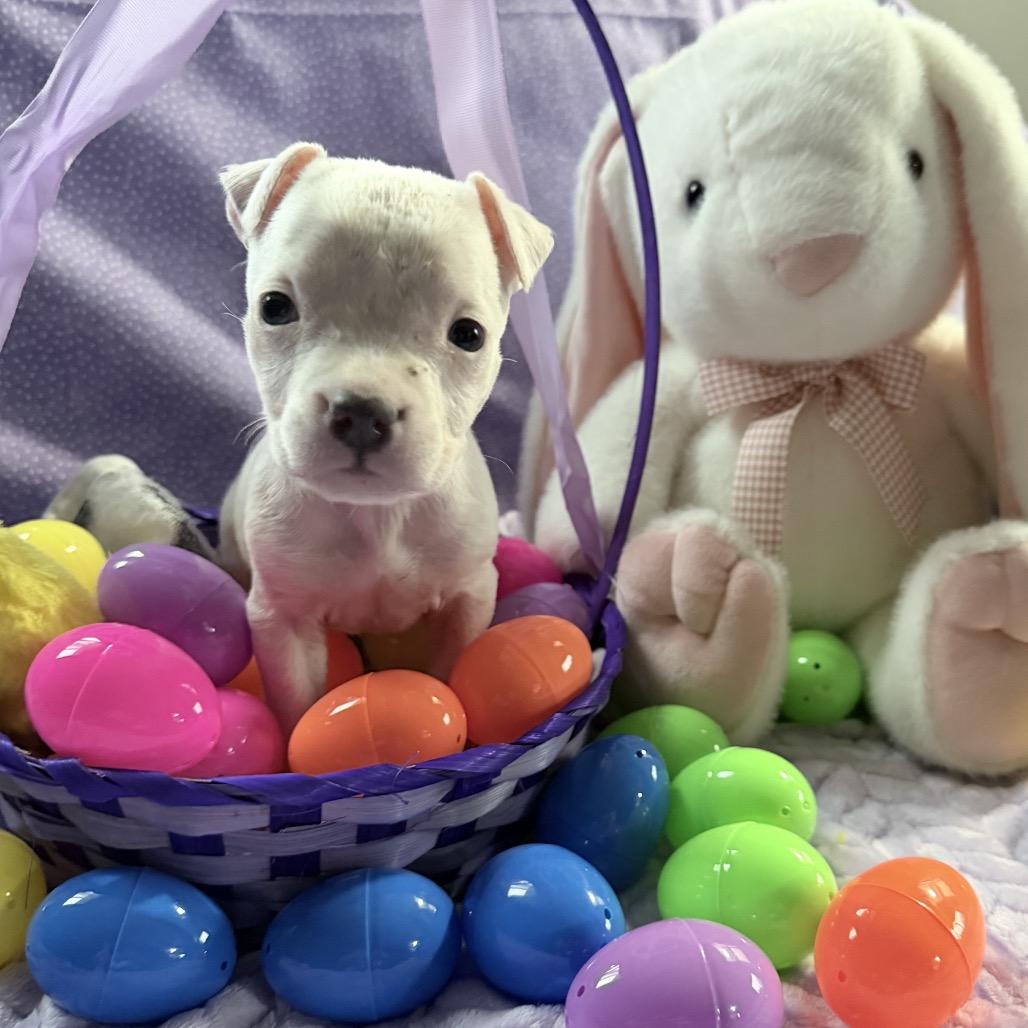 Enlarge Poppy, a Adoptable Pit Bull Terrier in Northville, MI image 4/4