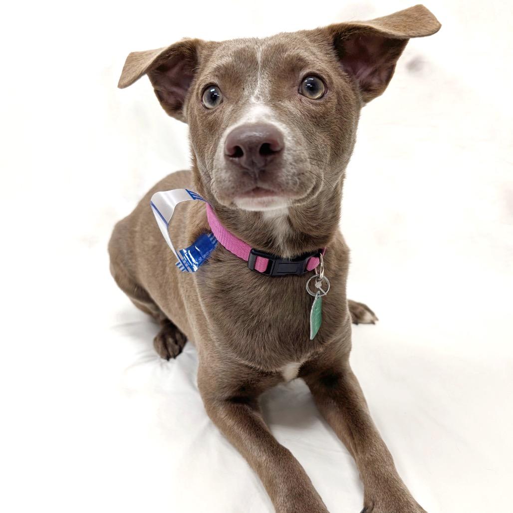 108 (2026) Violet, Adoptable, Young Female Wirehaired Terrier & Pit Bull Terrier.