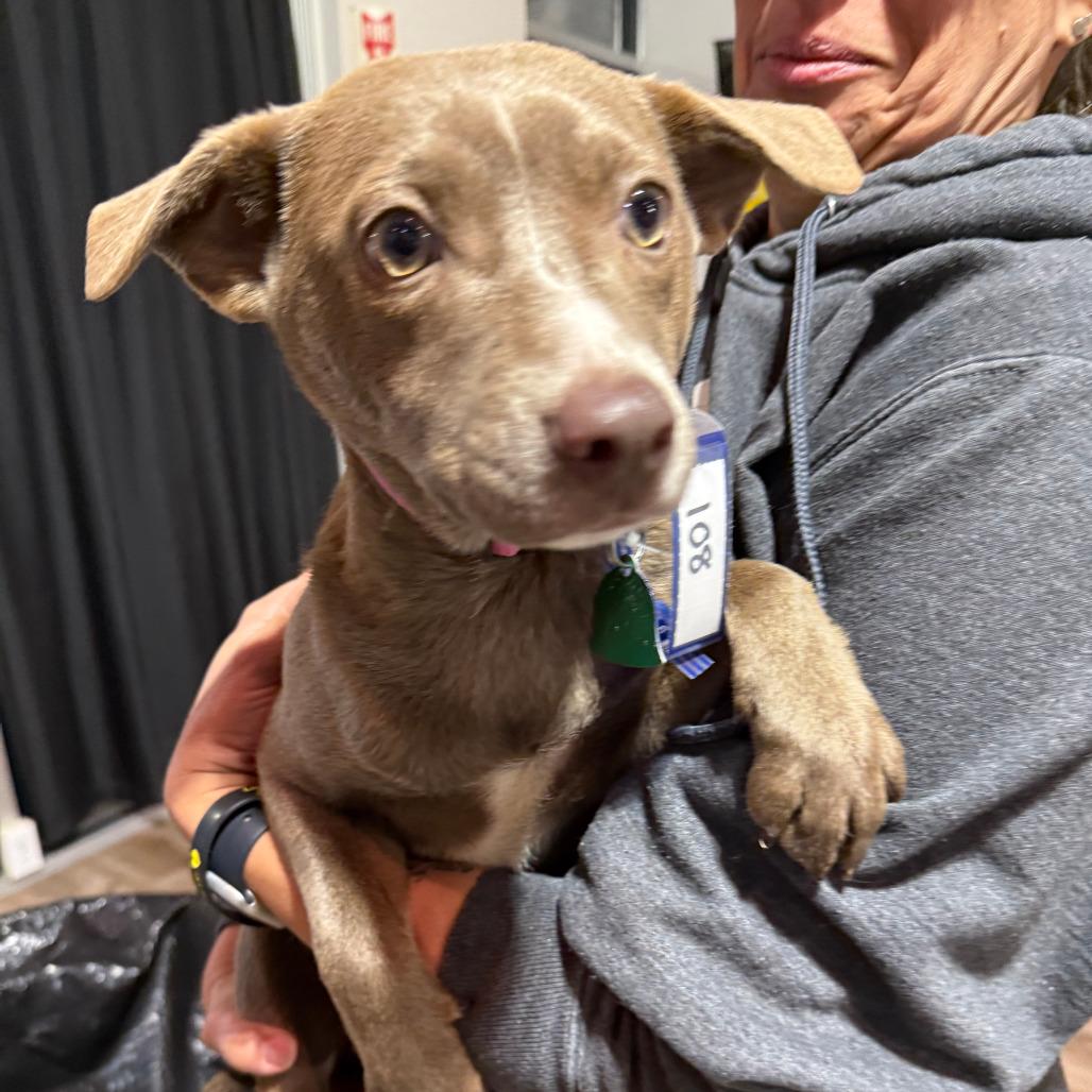 108 (2026) Violet, a Adoptable mixed breed in Parker, CO image 3/4