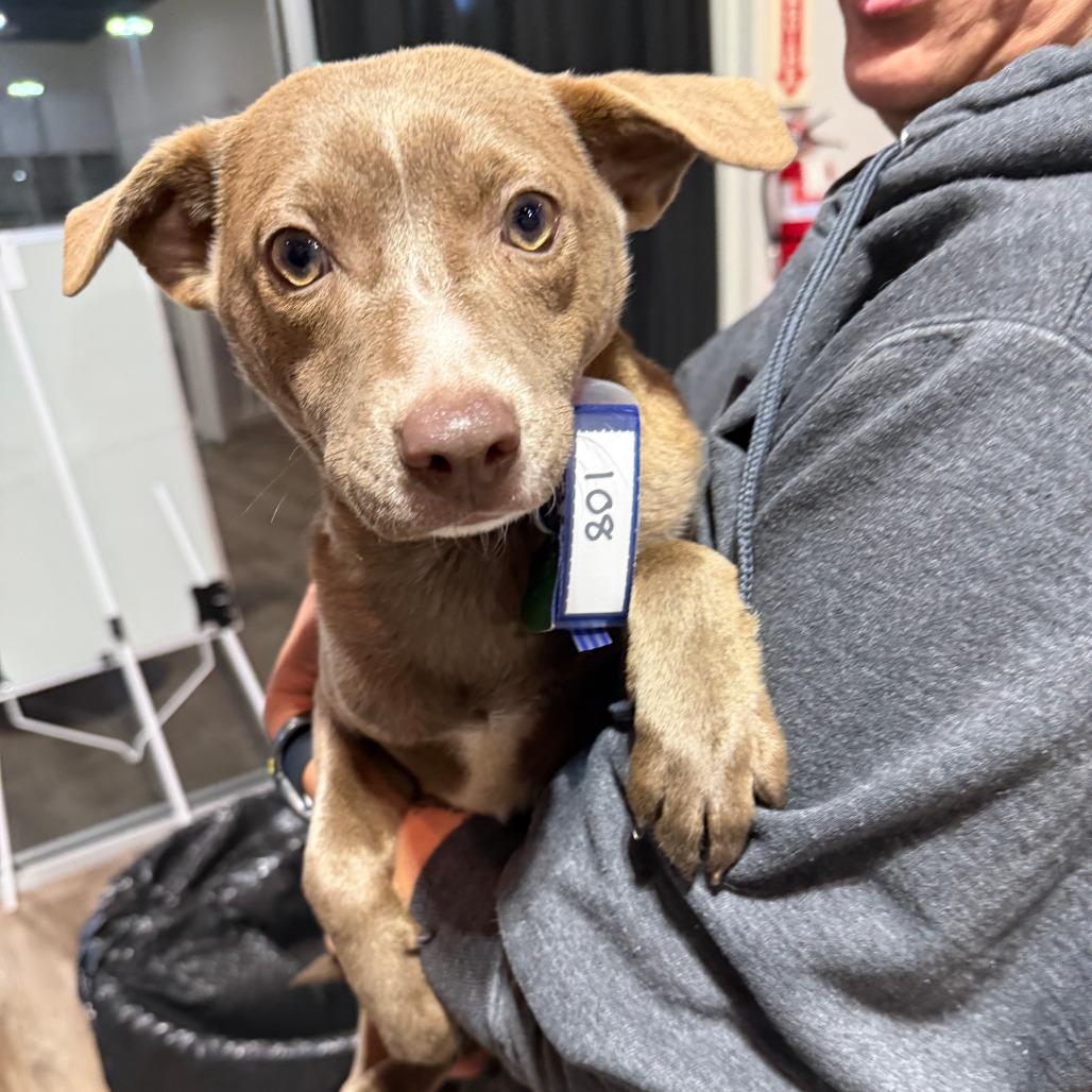 108 (2026) Violet, a Adoptable mixed breed in Parker, CO image 4/4