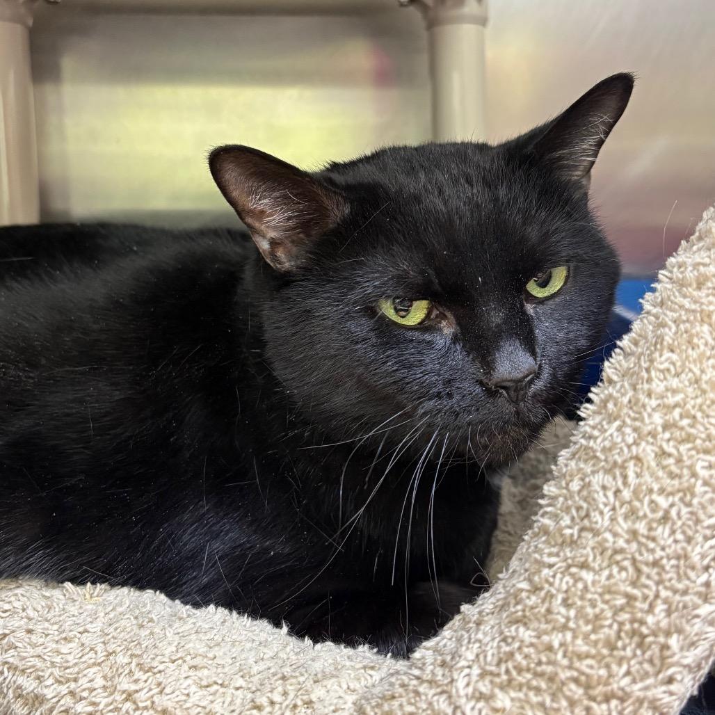 Enlarge Kodiak, a Adoptable Domestic Short Hair in Springfield, IL image 1/1