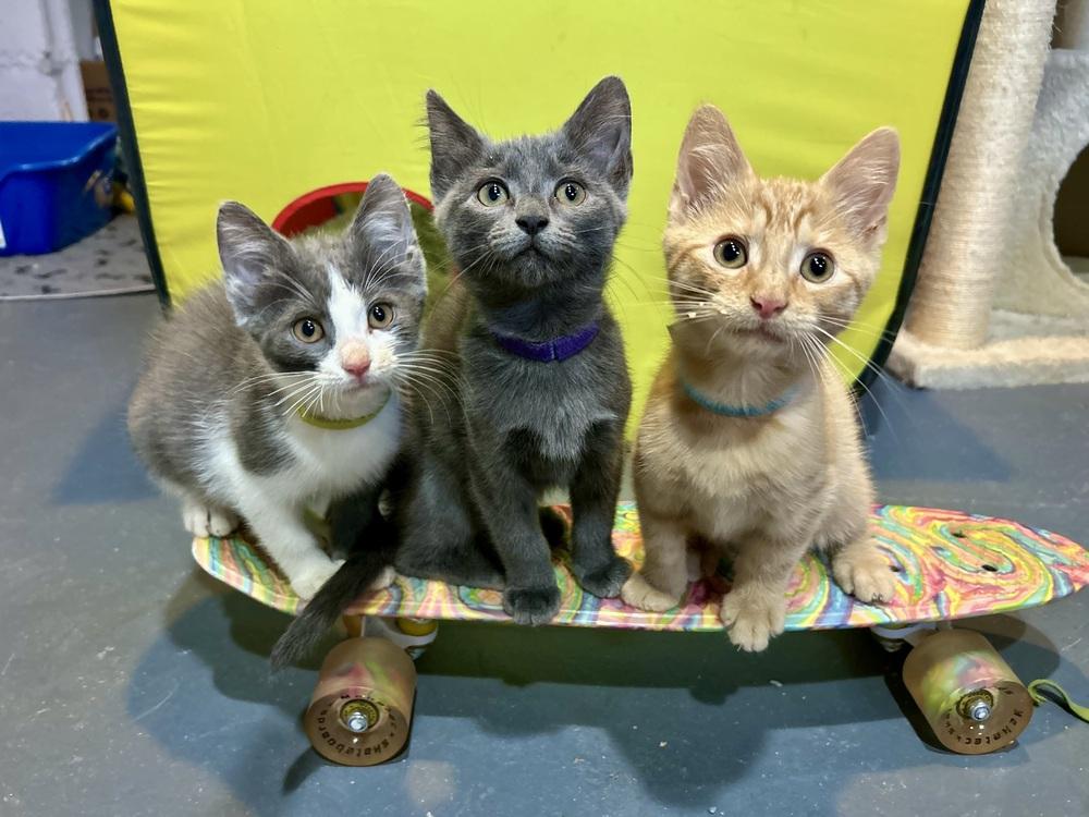 Raisinet, Adoptable, Kitten Female Domestic Short Hair & Domestic Short Hair.