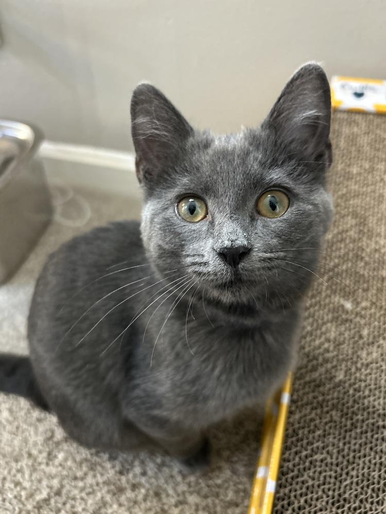 Enlarge Raisinet, a Adoptable mixed breed in Cleveland, OH image 2/4