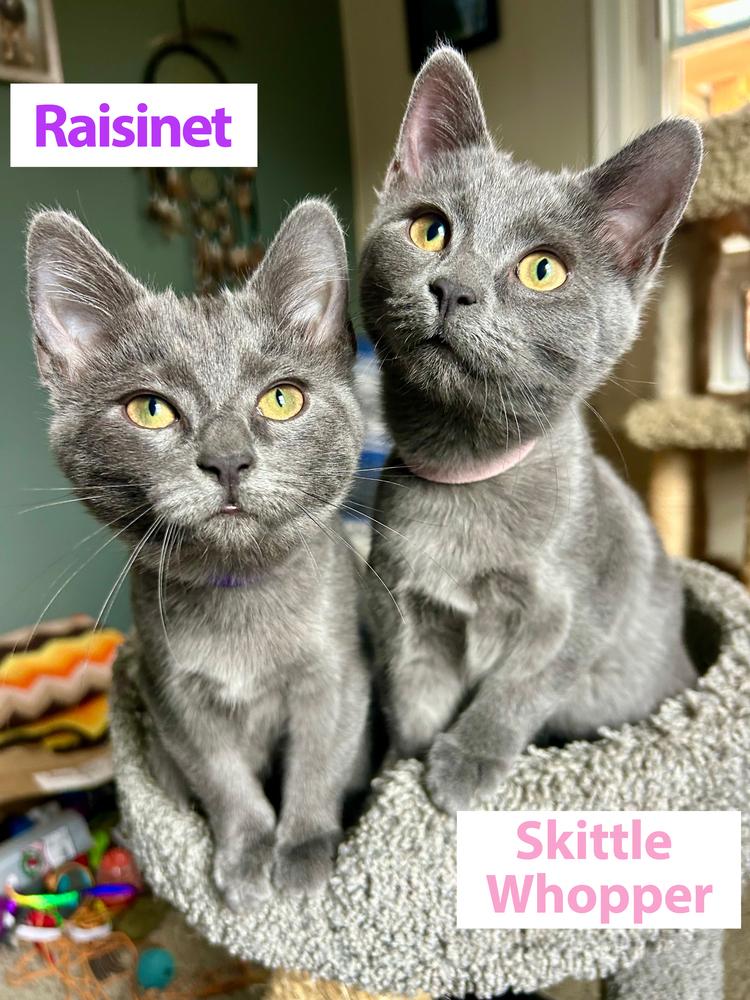 Enlarge Raisinet, a Adoptable mixed breed in Cleveland, OH image 3/4