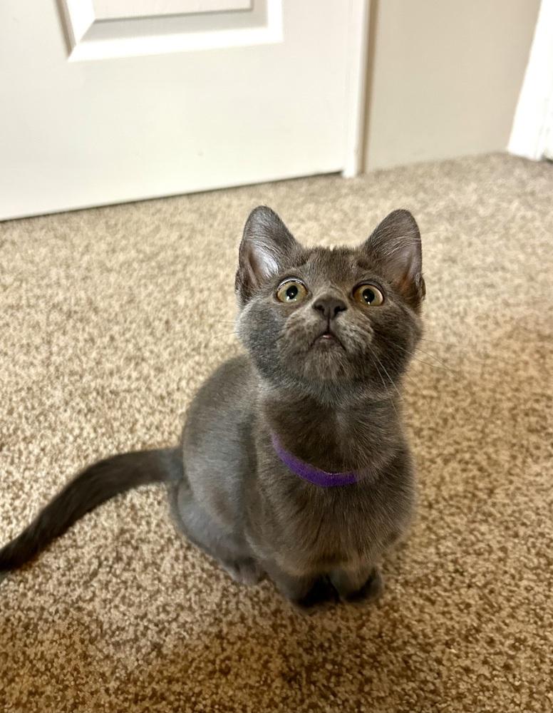 Enlarge Raisinet, a Adoptable mixed breed in Cleveland, OH image 4/4