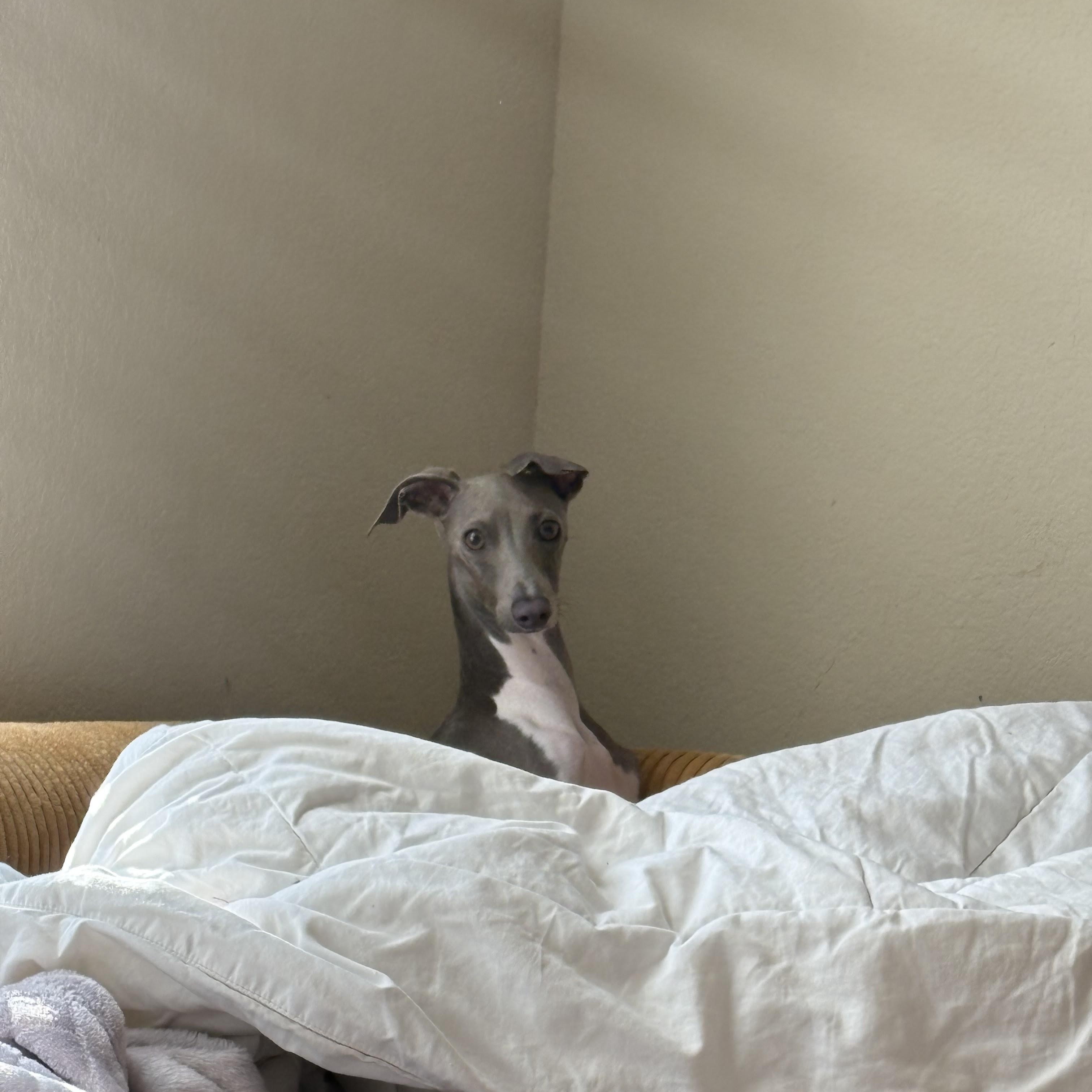 Mazzianti Evantra (Mika) - San Antonio TX, Adopted, Young Male Italian Greyhound.
