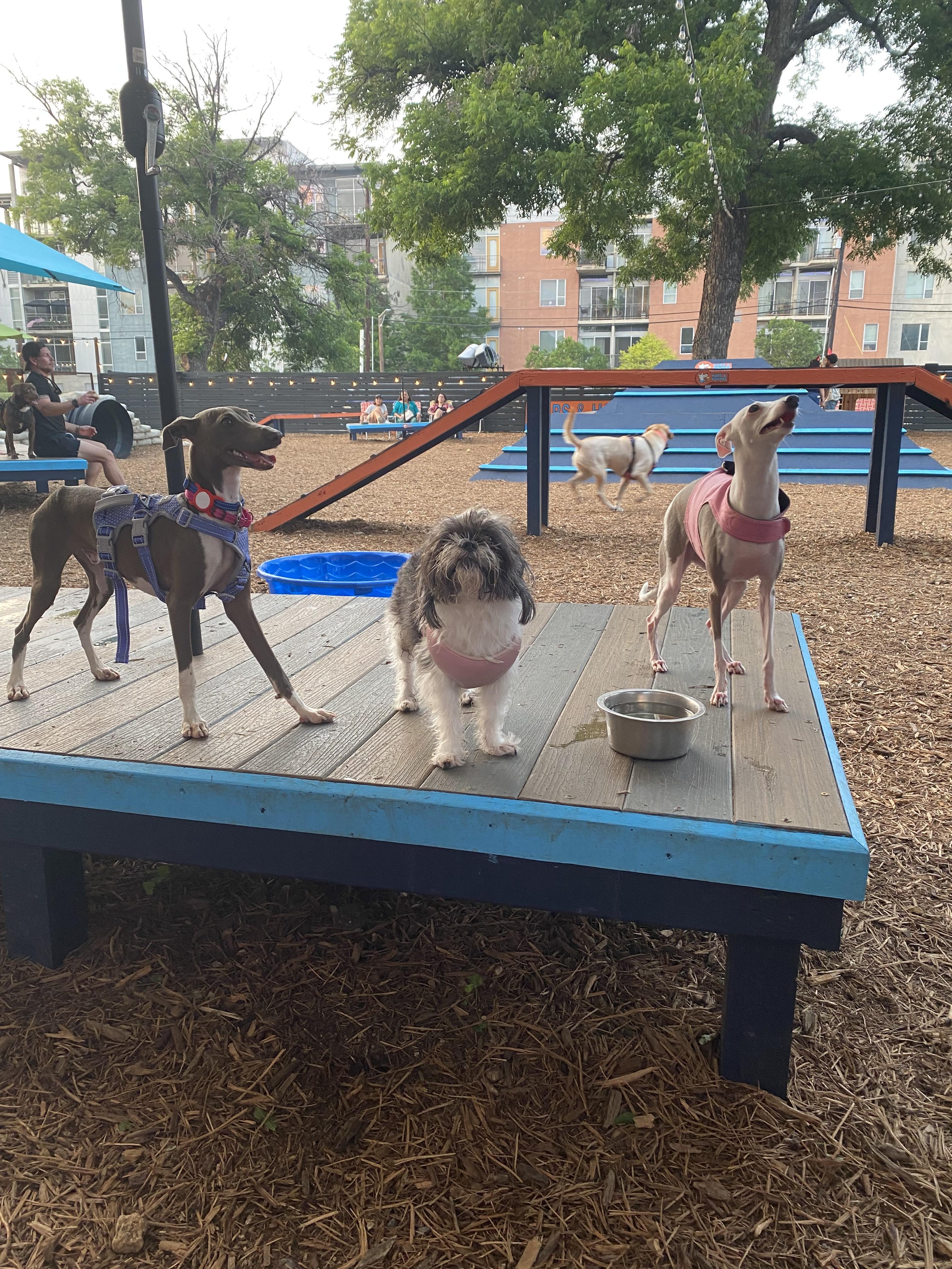 Enlarge Mazzianti Evantra (Mika) - San Antonio TX, a Adopted Italian Greyhound in Bellaire, TX image 2/5