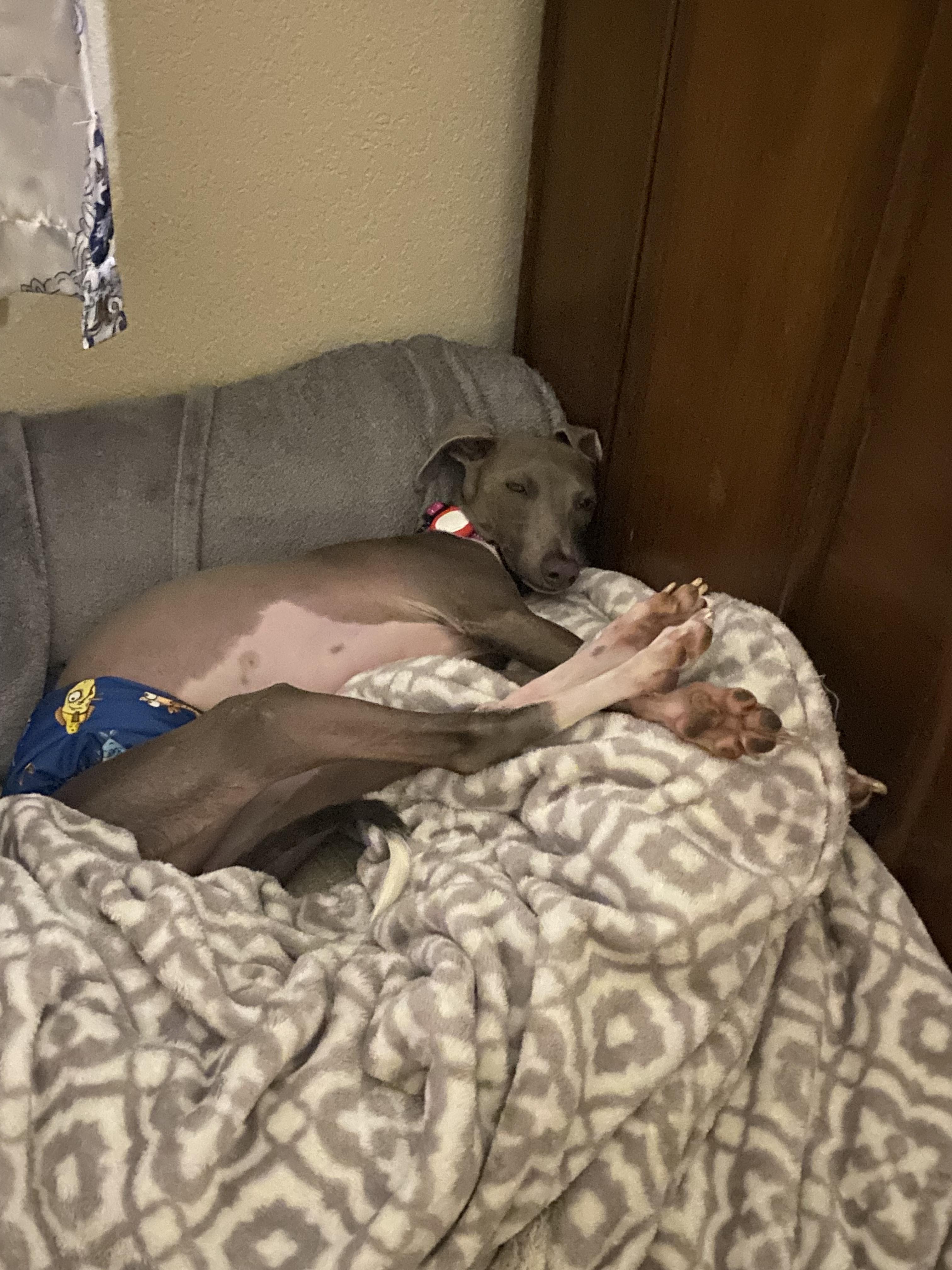 Enlarge Mazzianti Evantra (Mika) - San Antonio TX, a Adopted Italian Greyhound in Bellaire, TX image 4/5