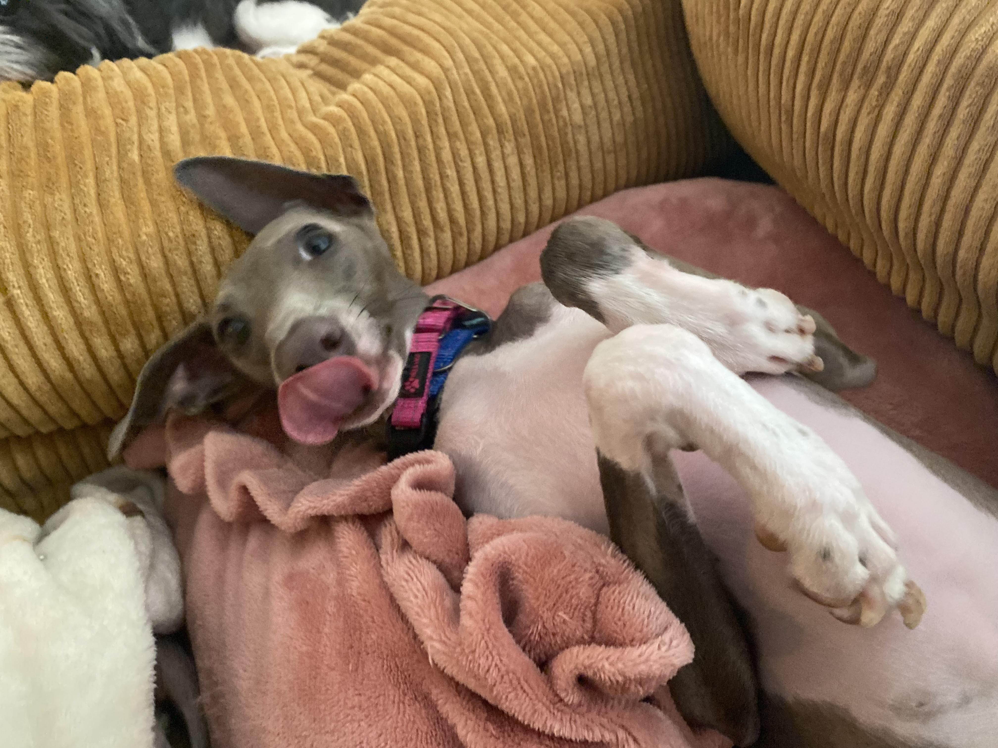 Enlarge Mazzianti Evantra (Mika) - San Antonio TX, a Adopted Italian Greyhound in Bellaire, TX image 5/5