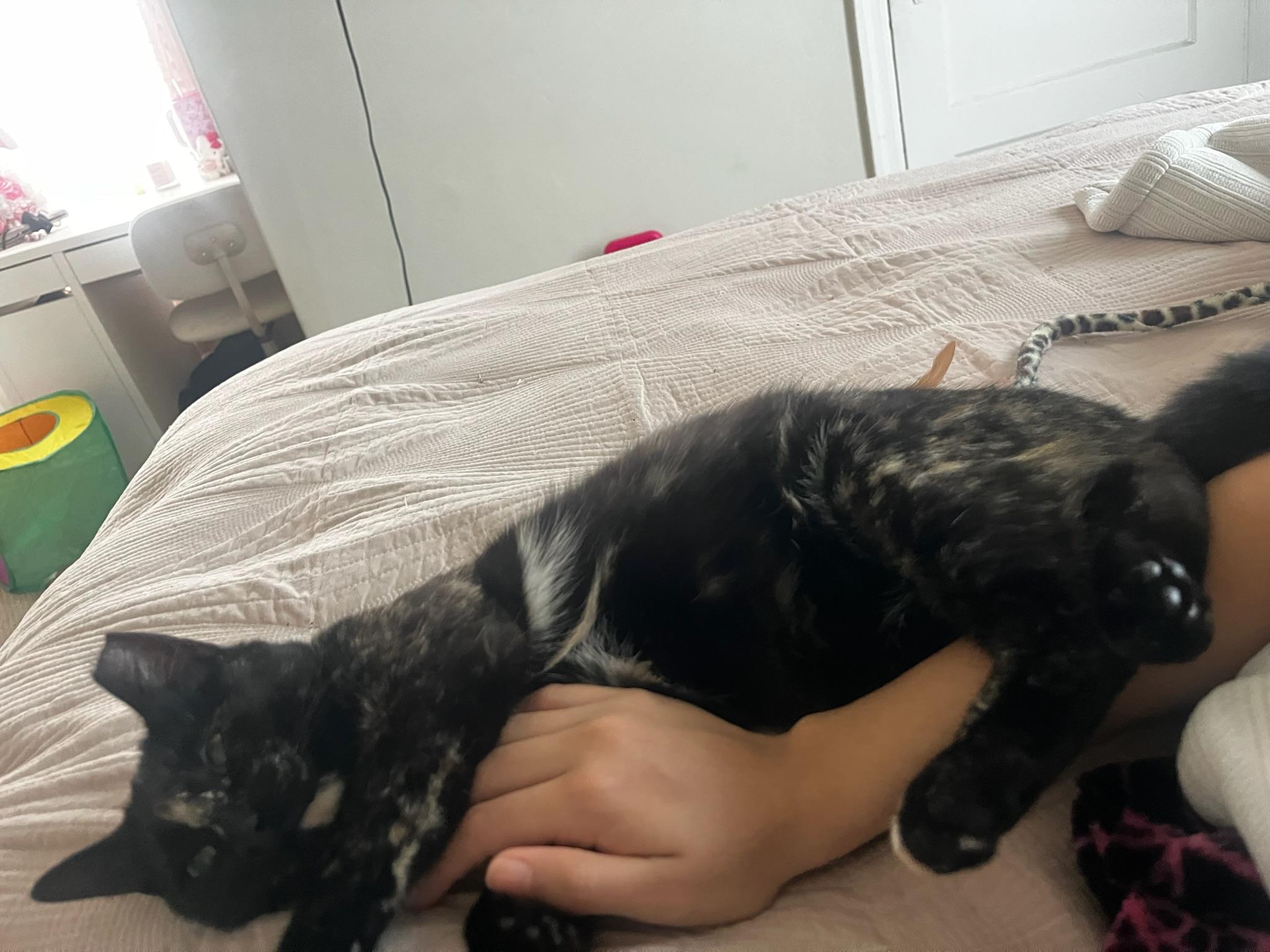 Enlarge Carmen - teen kitten, an adopted Tortoiseshell in San Carlos, CA image 3/5