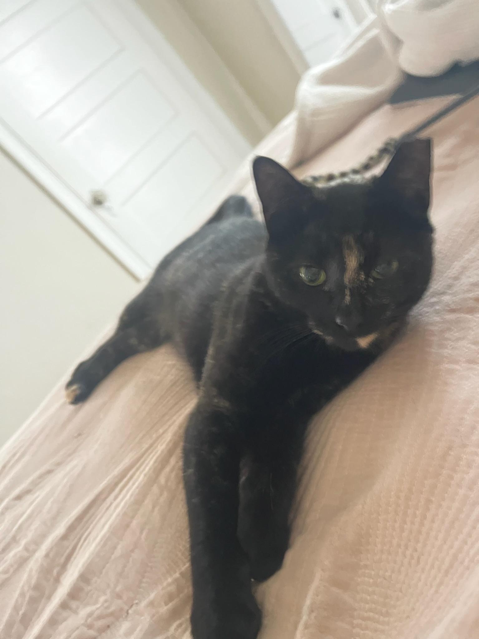 Enlarge Carmen - teen kitten, an adopted Tortoiseshell in San Carlos, CA image 2/5