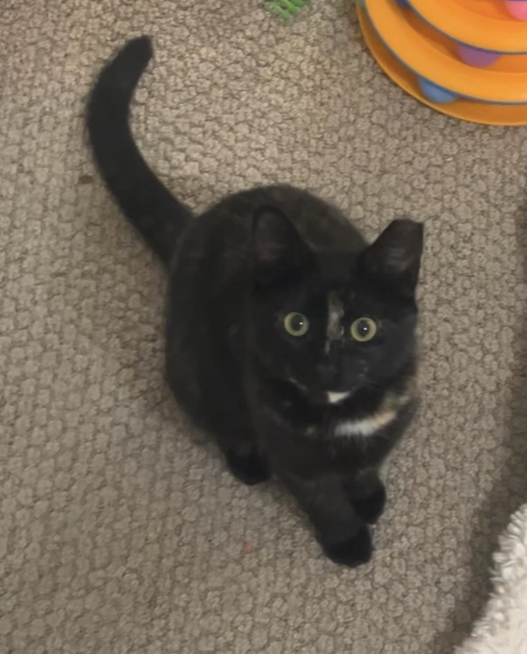 Enlarge Carmen - teen kitten, an adopted Tortoiseshell in San Carlos, CA image 1/5