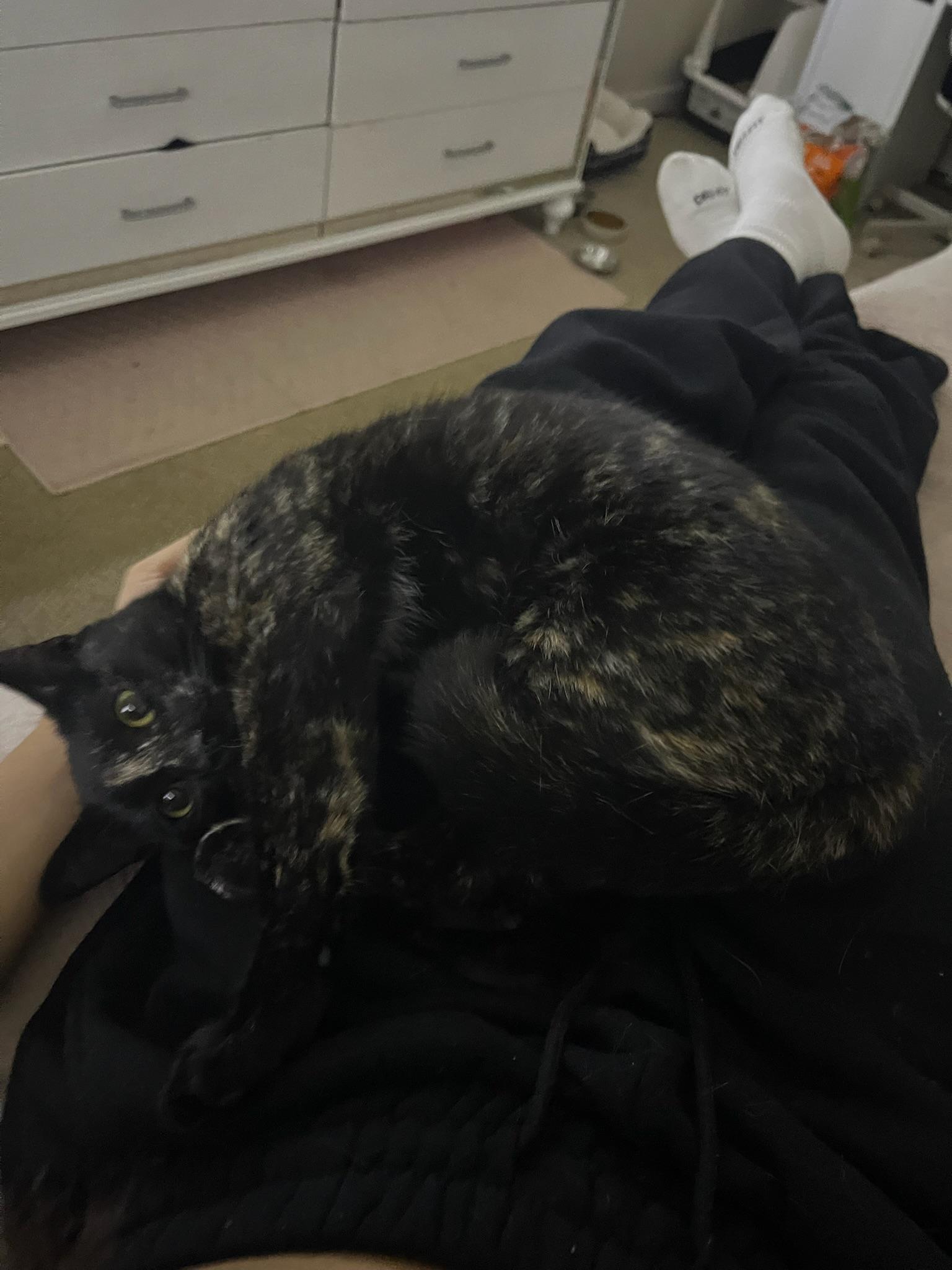 Enlarge Carmen - teen kitten, an adopted Tortoiseshell in San Carlos, CA image 4/5