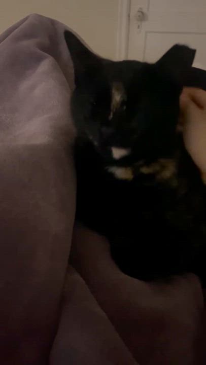 Enlarge Carmen - teen kitten, an adopted Tortoiseshell in San Carlos, CA video 5/5