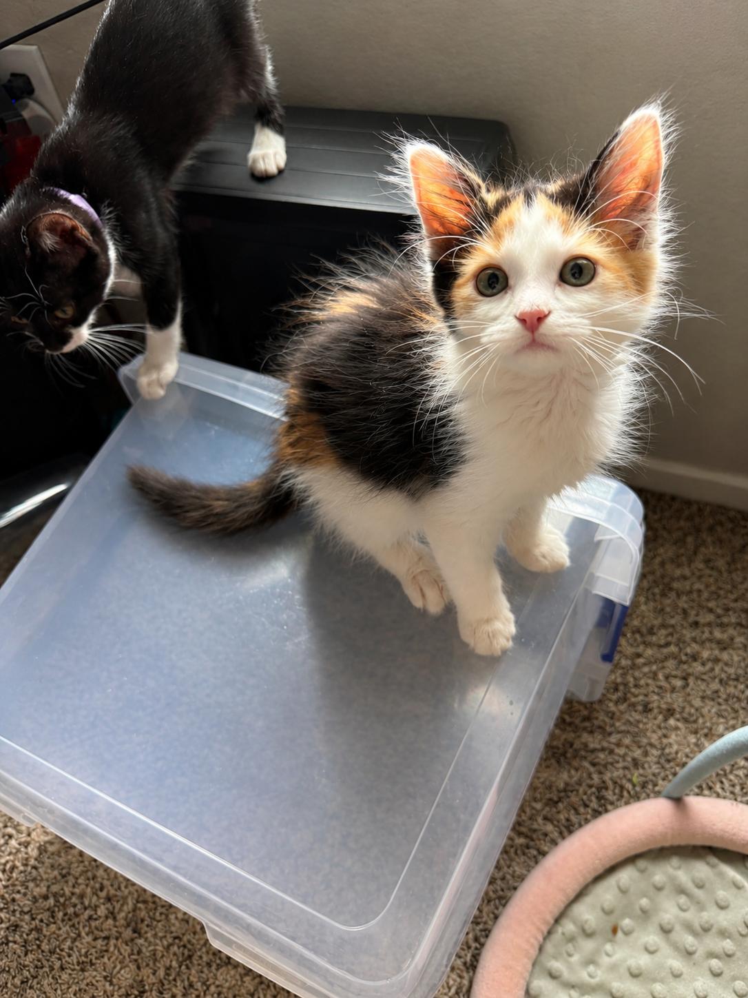 Lysandra, Adoptable, Kitten Female Domestic Long Hair.