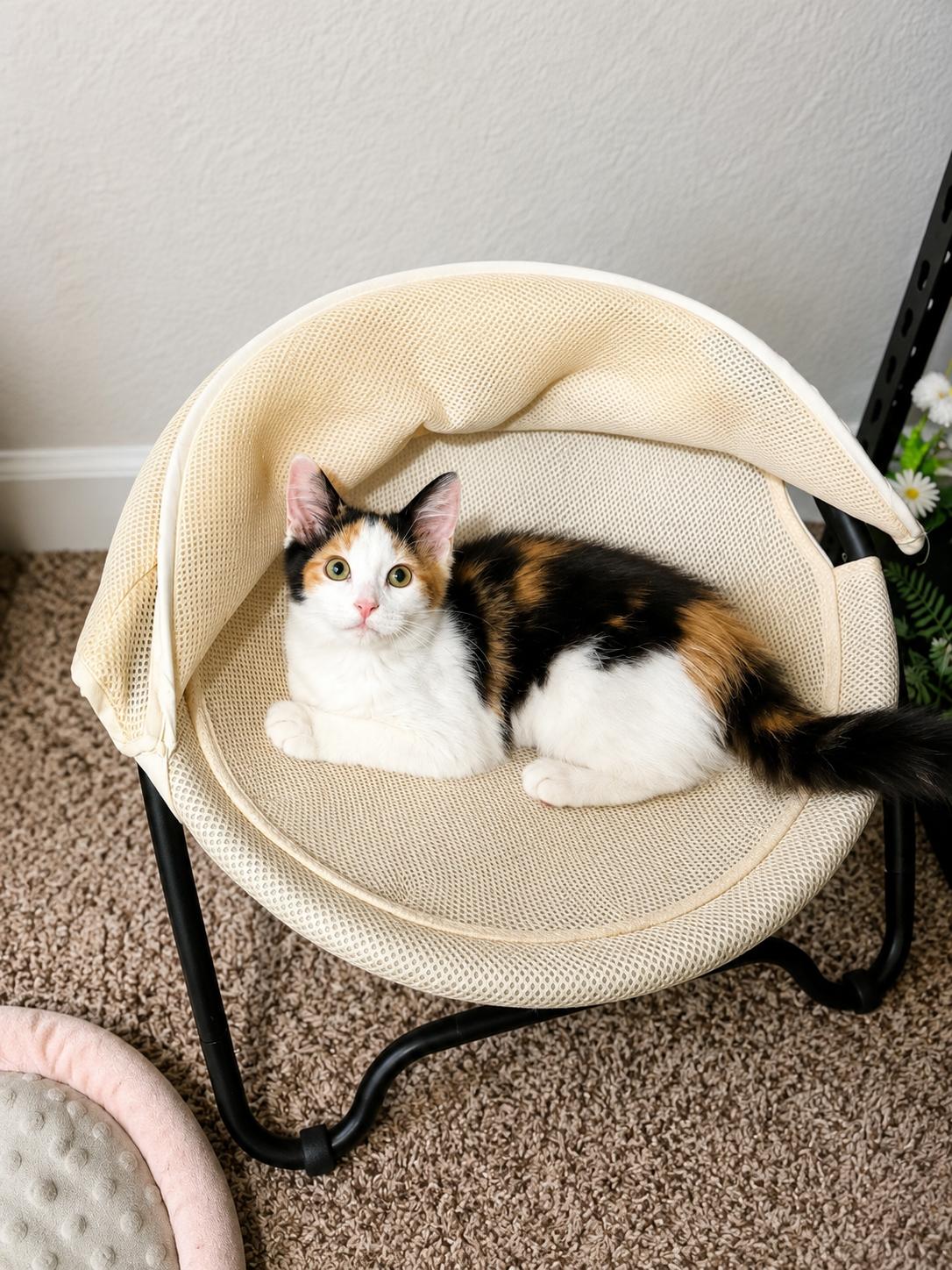 Lysandra, a Adoptable Domestic Long Hair in Rio Linda, CA image 2/3