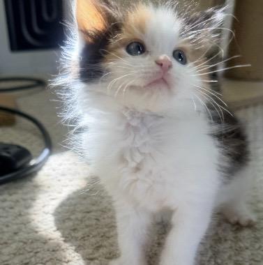 Lysandra, a Adoptable Domestic Long Hair in Rio Linda, CA image 3/3
