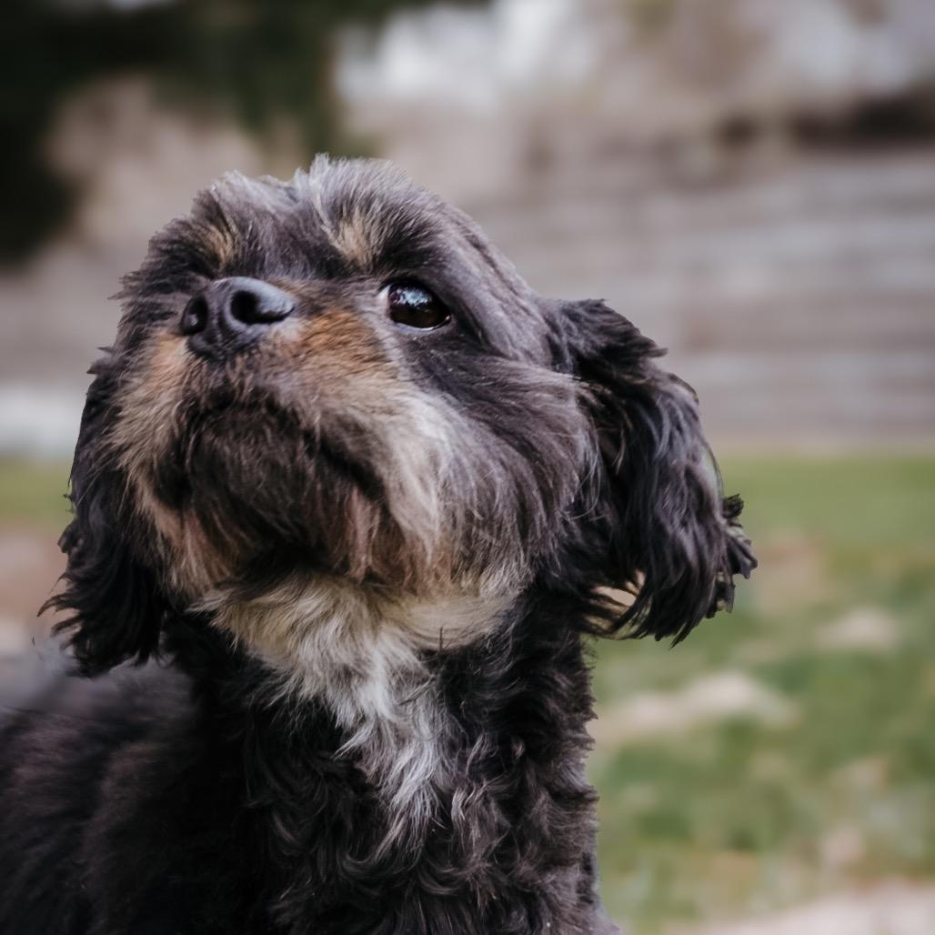 Rascal Flatts thumbnail 2