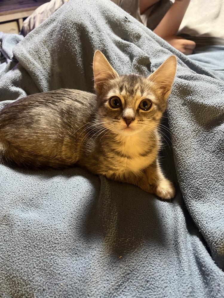 Enlarge Eleanor, a Adoptable mixed breed in Wilmington, NC image 1/1