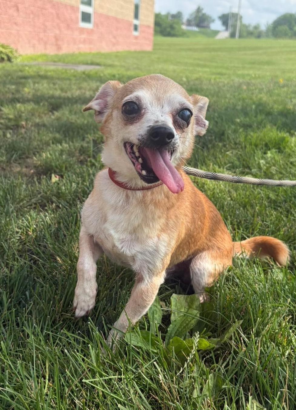 Slim Jim, an adopted mixed breed in Maryville, MO image 1/2
