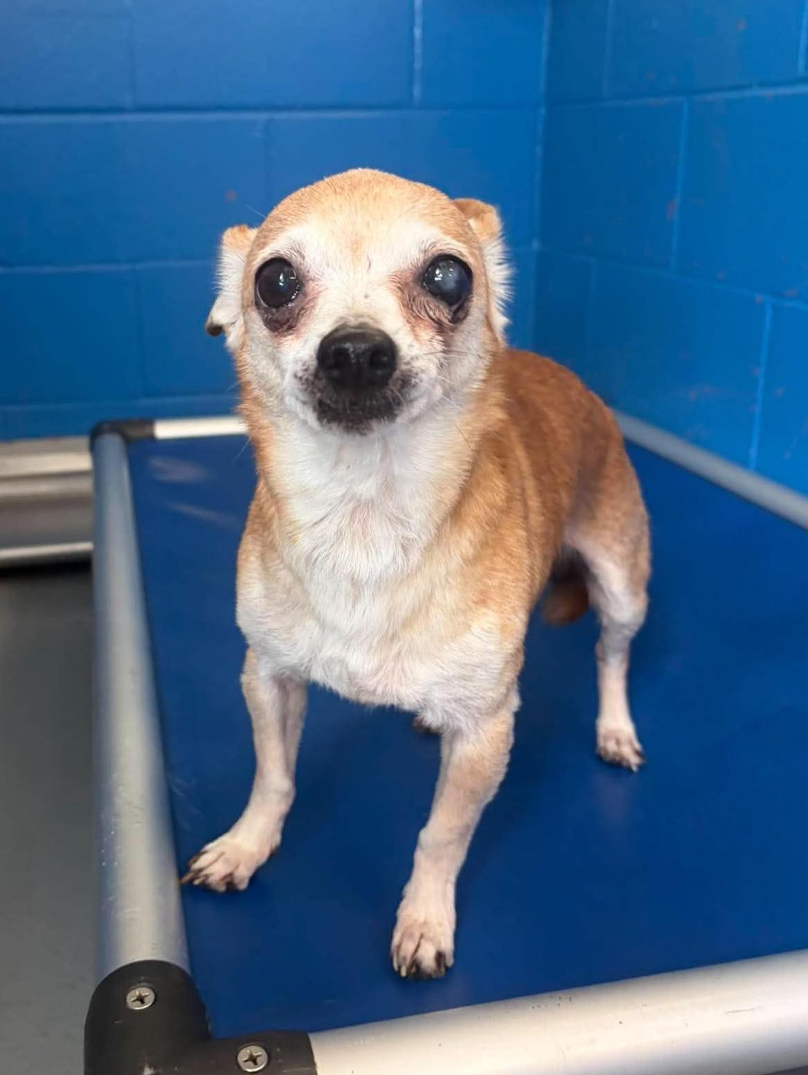 Slim Jim, an adopted mixed breed in Maryville, MO image 2/2