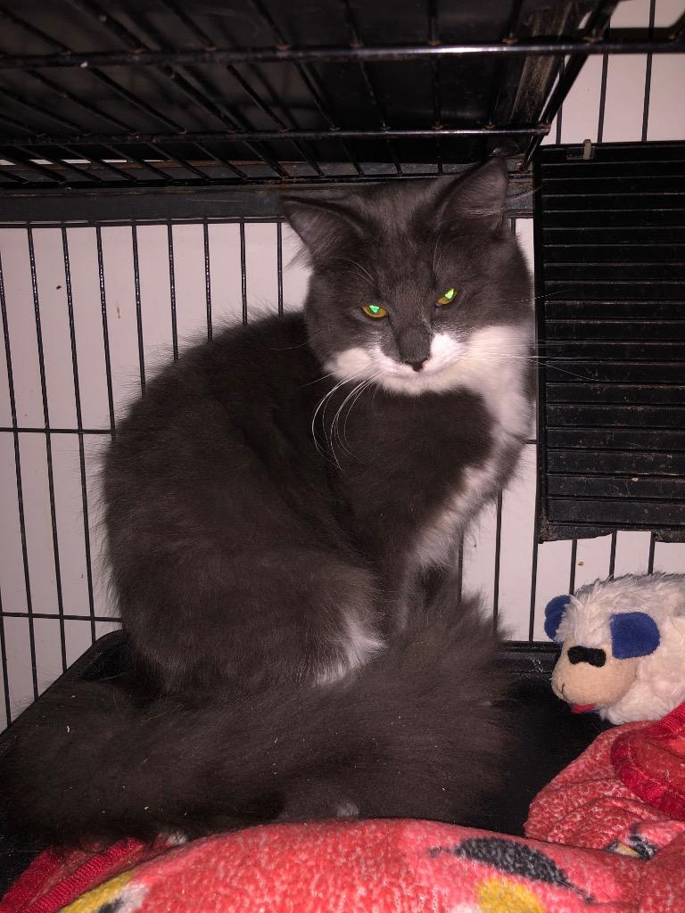 Blueey, Adoptable, Young Male Maine Coon & Domestic Long Hair.