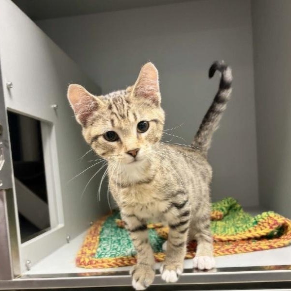 Orion, Adoptable, Young Male Domestic Short Hair.