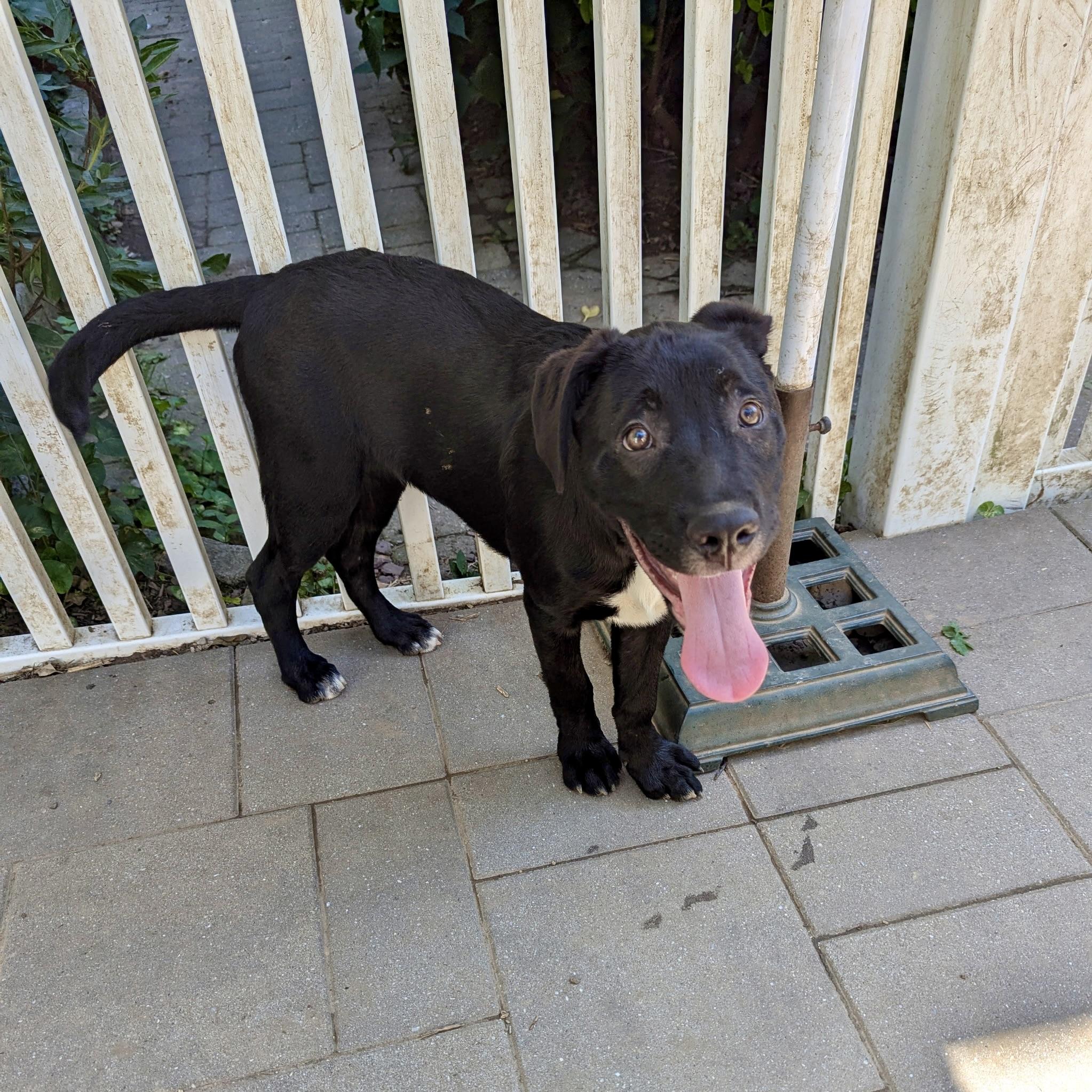 Bat, a Adoptable mixed breed in Paramus, NJ image 5/6