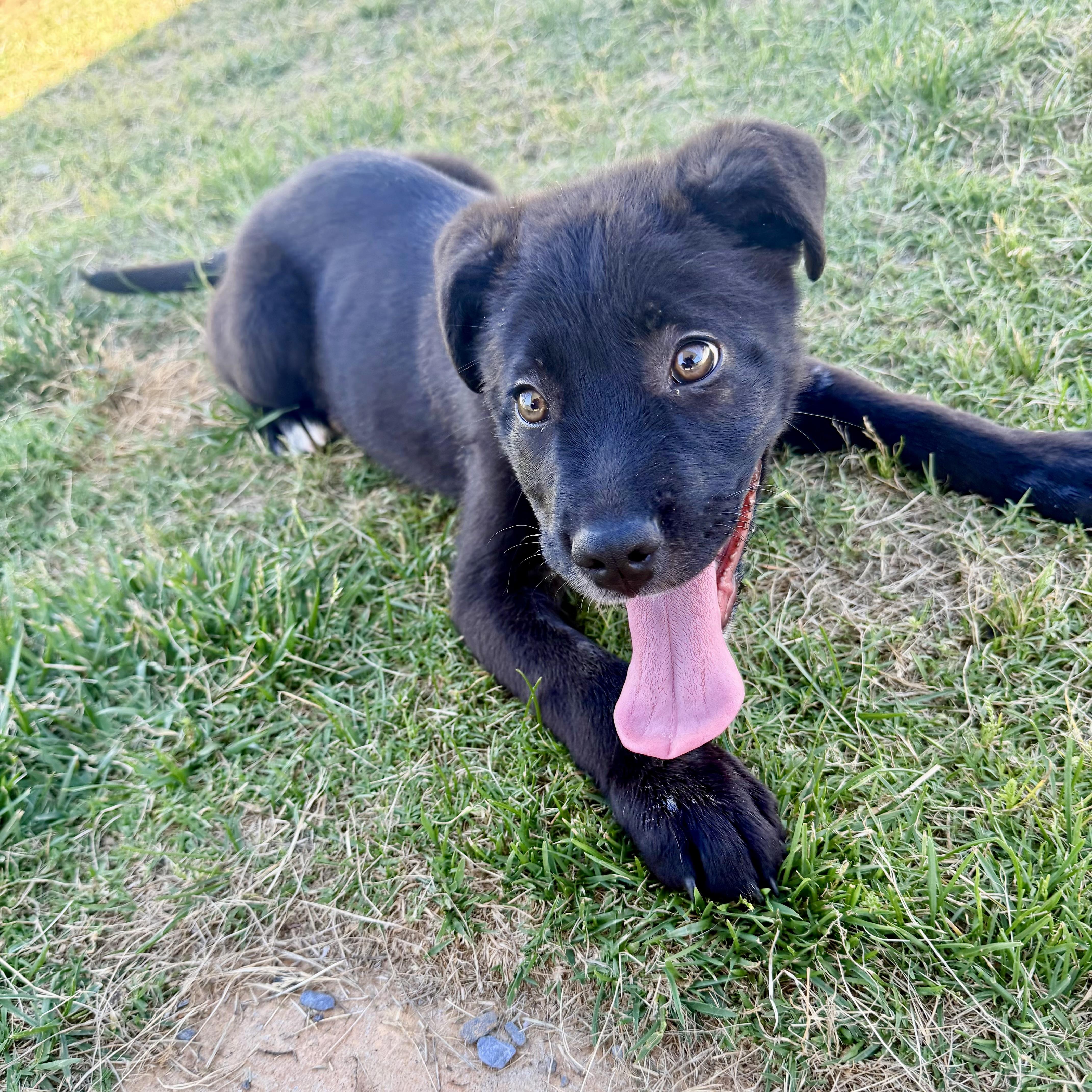 Bat, a Adoptable mixed breed in Paramus, NJ image 1/5