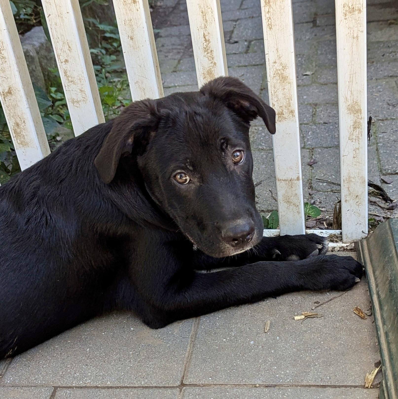 Bat, a Adoptable mixed breed in Paramus, NJ image 6/6