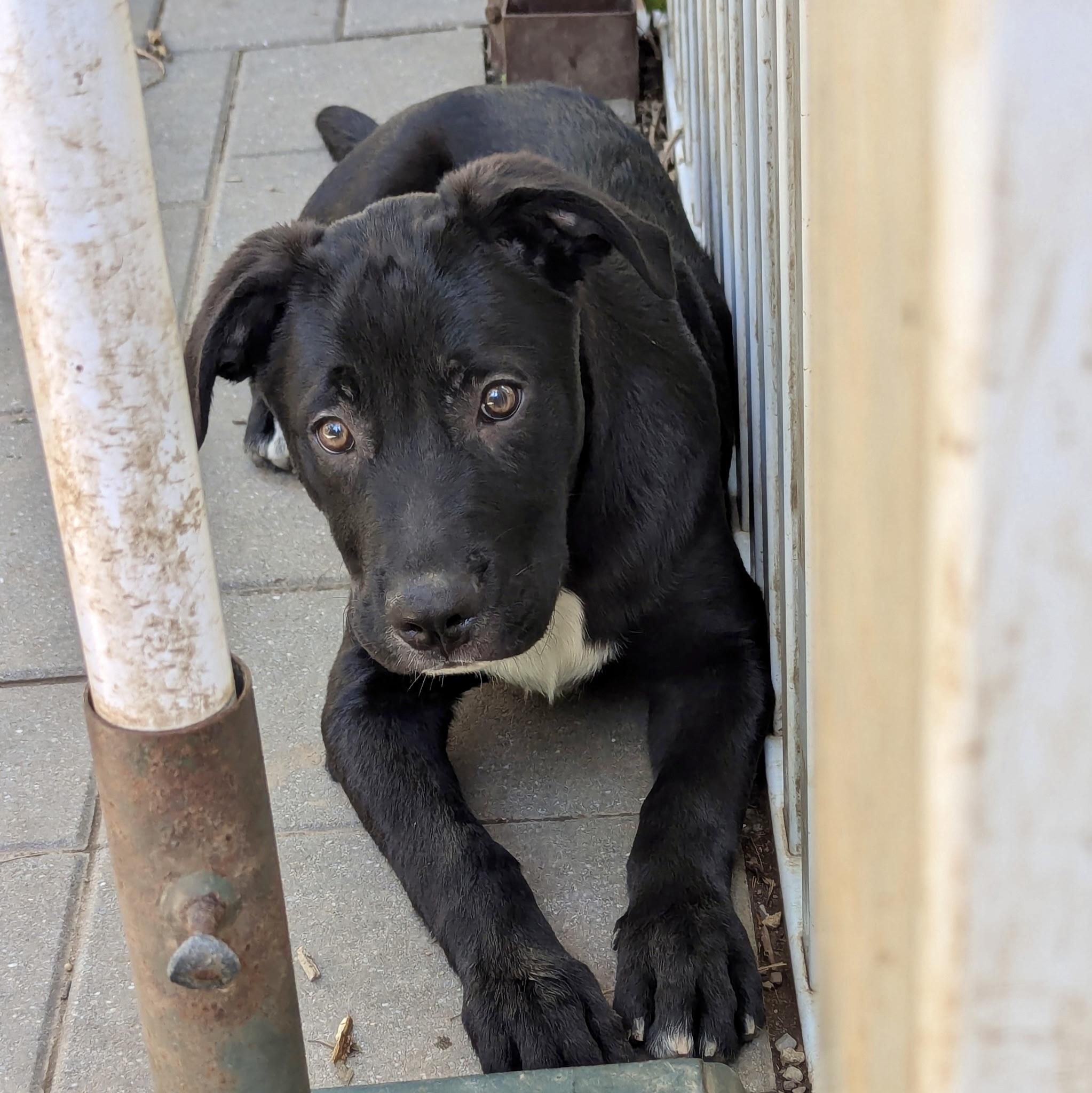 Bat, a Adoptable mixed breed in Paramus, NJ image 3/6