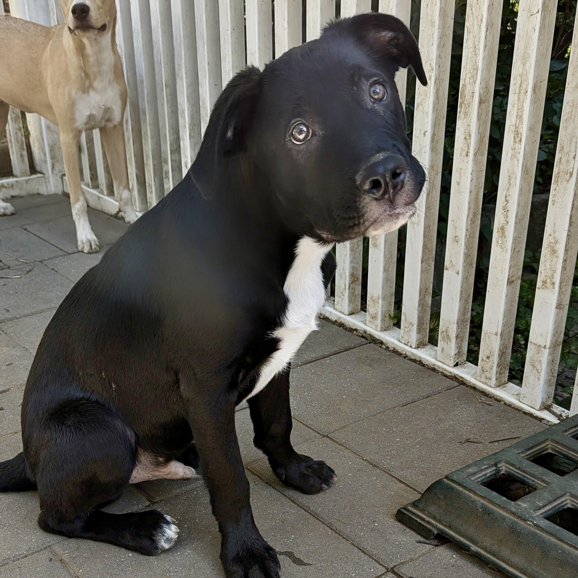 Bat, a Adoptable mixed breed in Paramus, NJ image 2/6