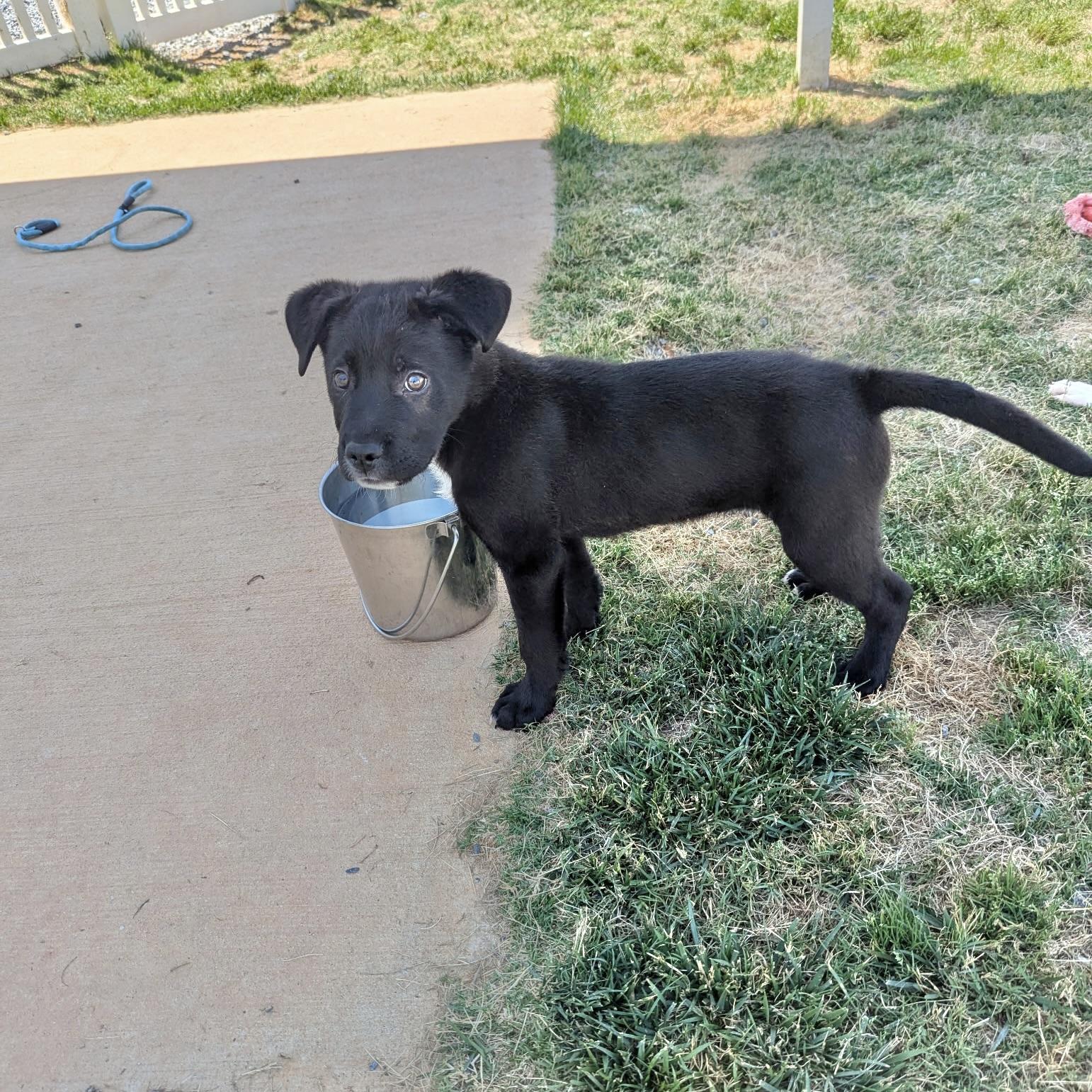 Bat, a Adoptable mixed breed in Paramus, NJ image 5/5