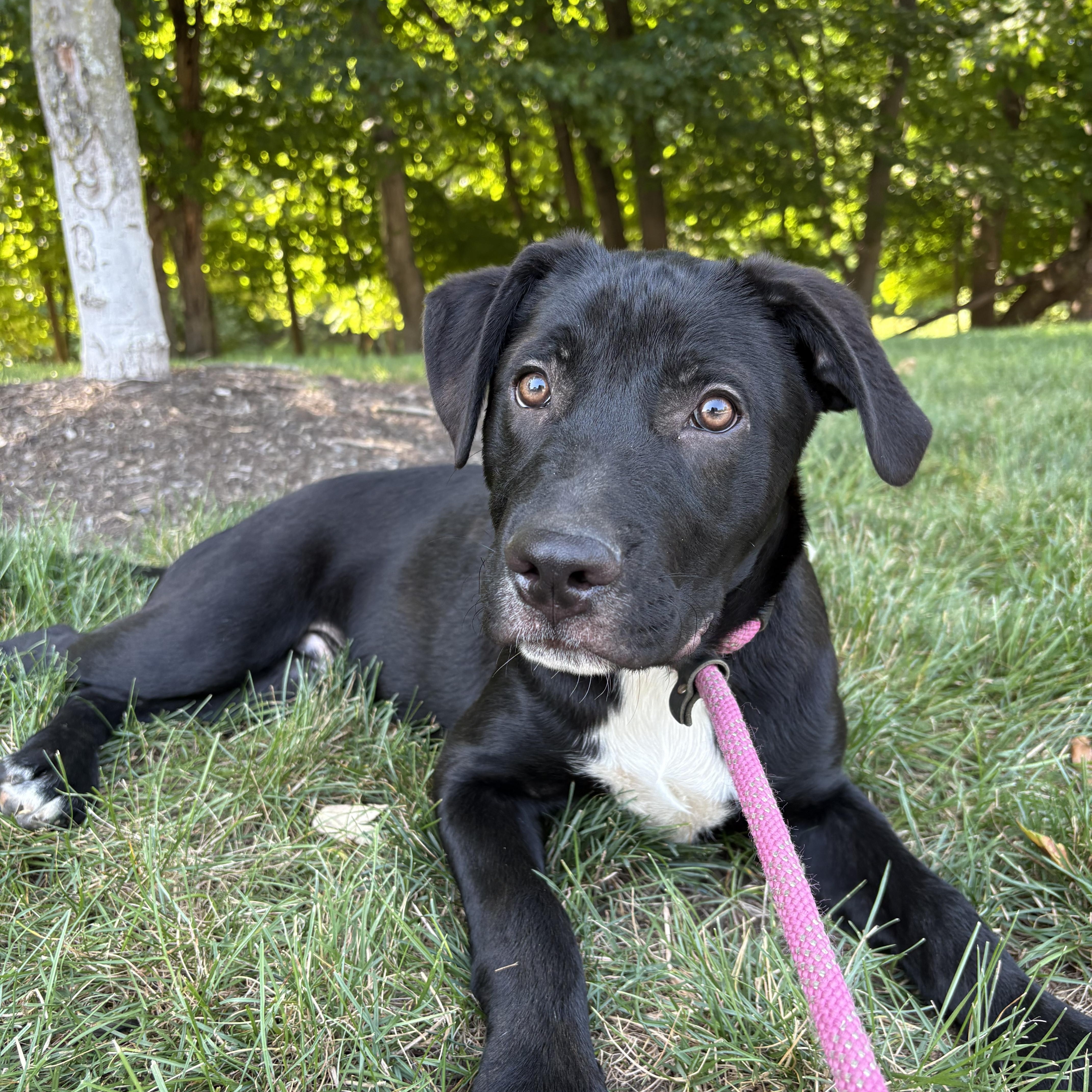 Enlarge Bat, an adopted mixed breed in Paramus, NJ image 1/6