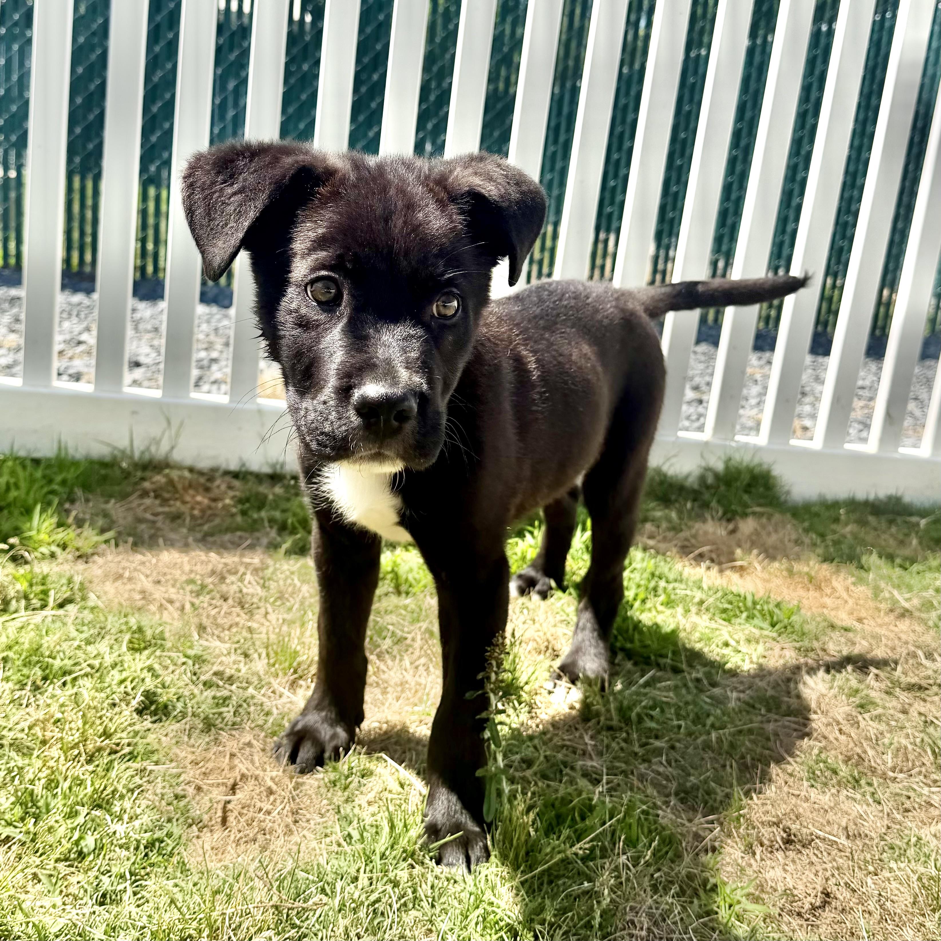 Bat, a Adoptable mixed breed in Paramus, NJ image 3/5