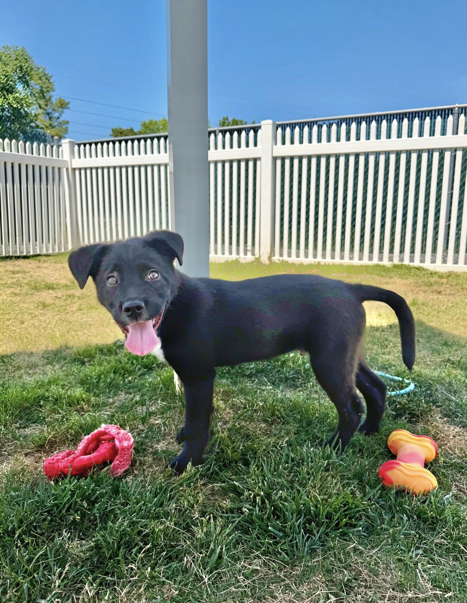 Bat, a Adoptable mixed breed in Paramus, NJ image 2/5