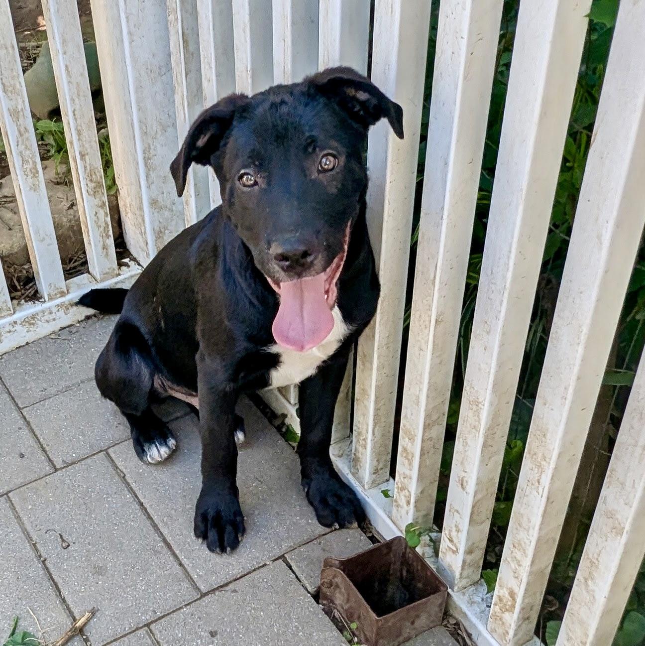 Bat, a Adoptable mixed breed in Paramus, NJ image 1/6