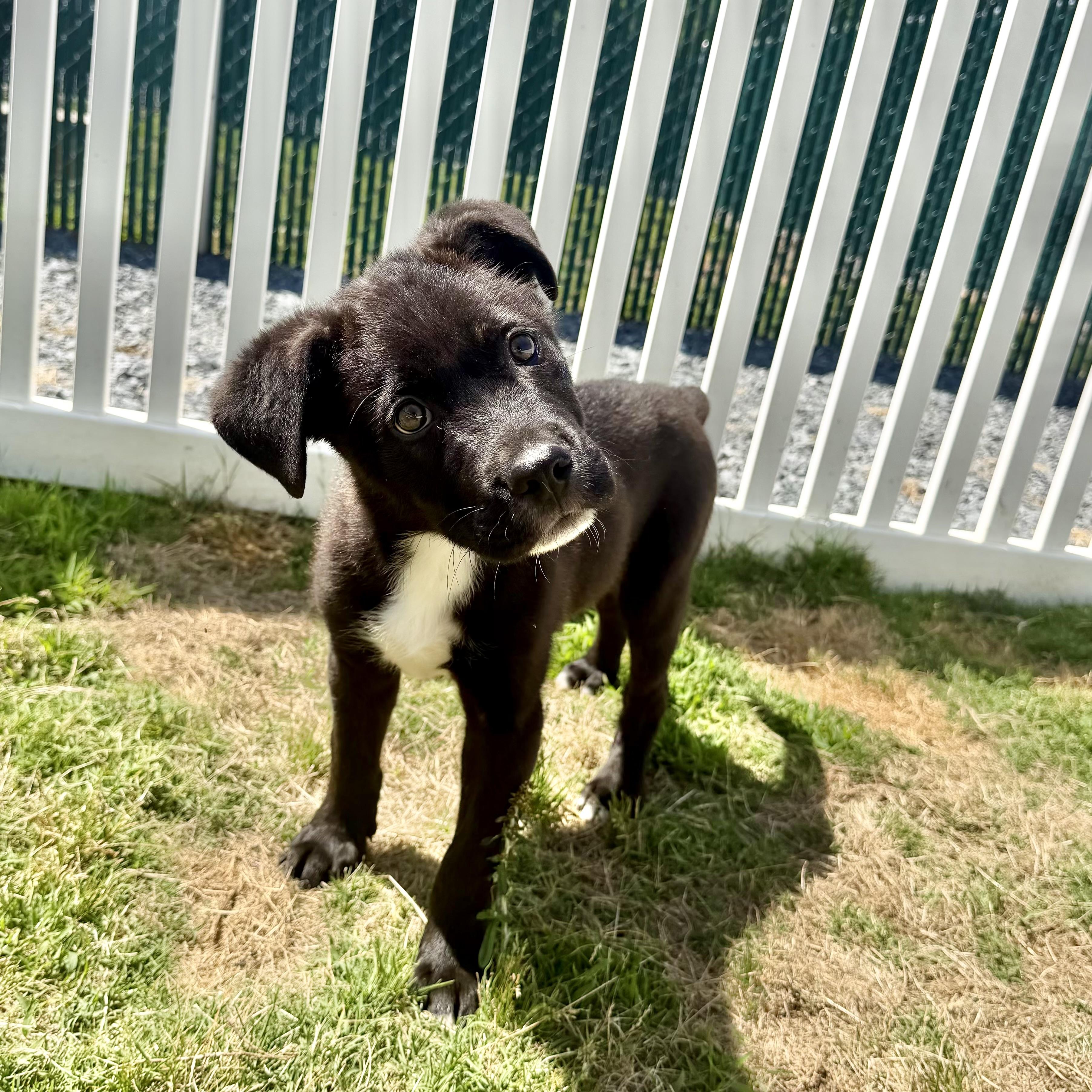 Bat, a Adoptable mixed breed in Paramus, NJ image 4/5