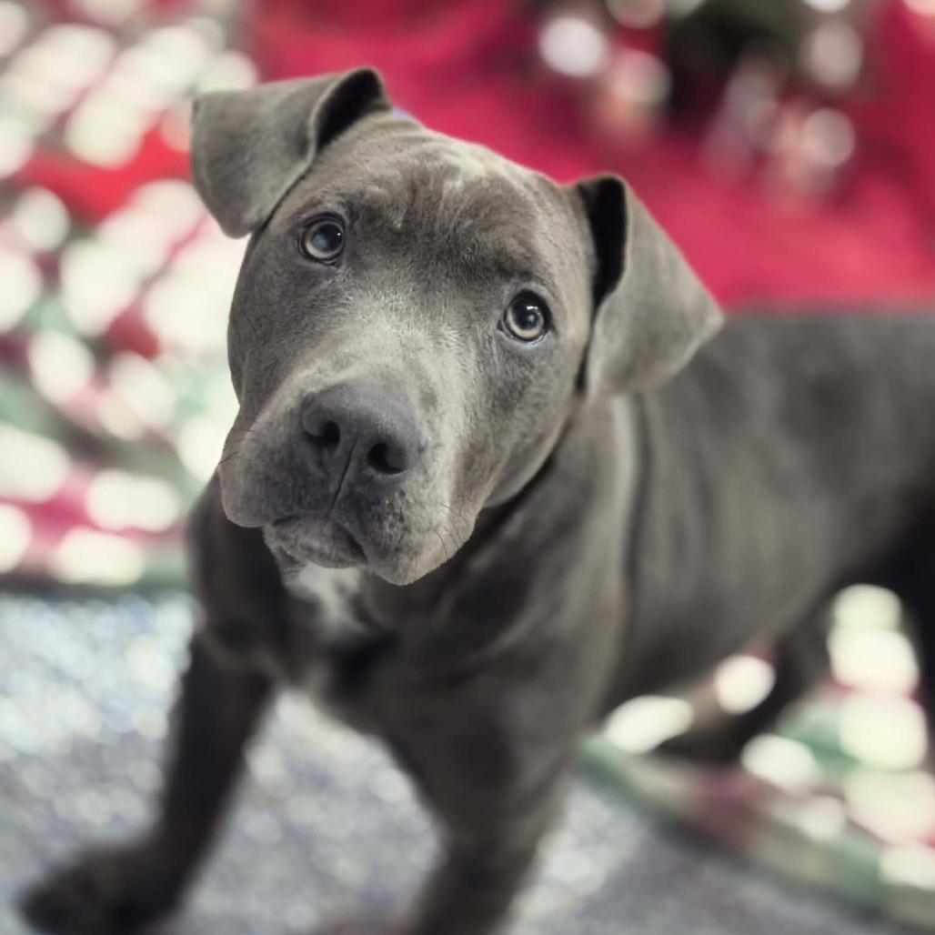 Tamale, Adoptable, Adult Male Pit Bull Terrier & Mixed Breed.