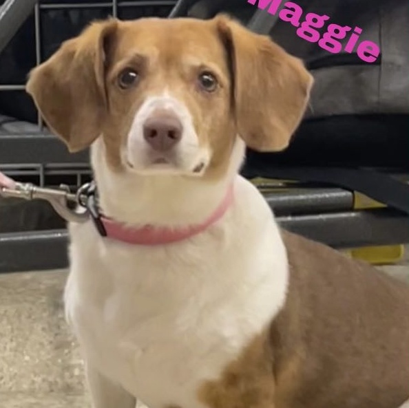 MAGGIE 6