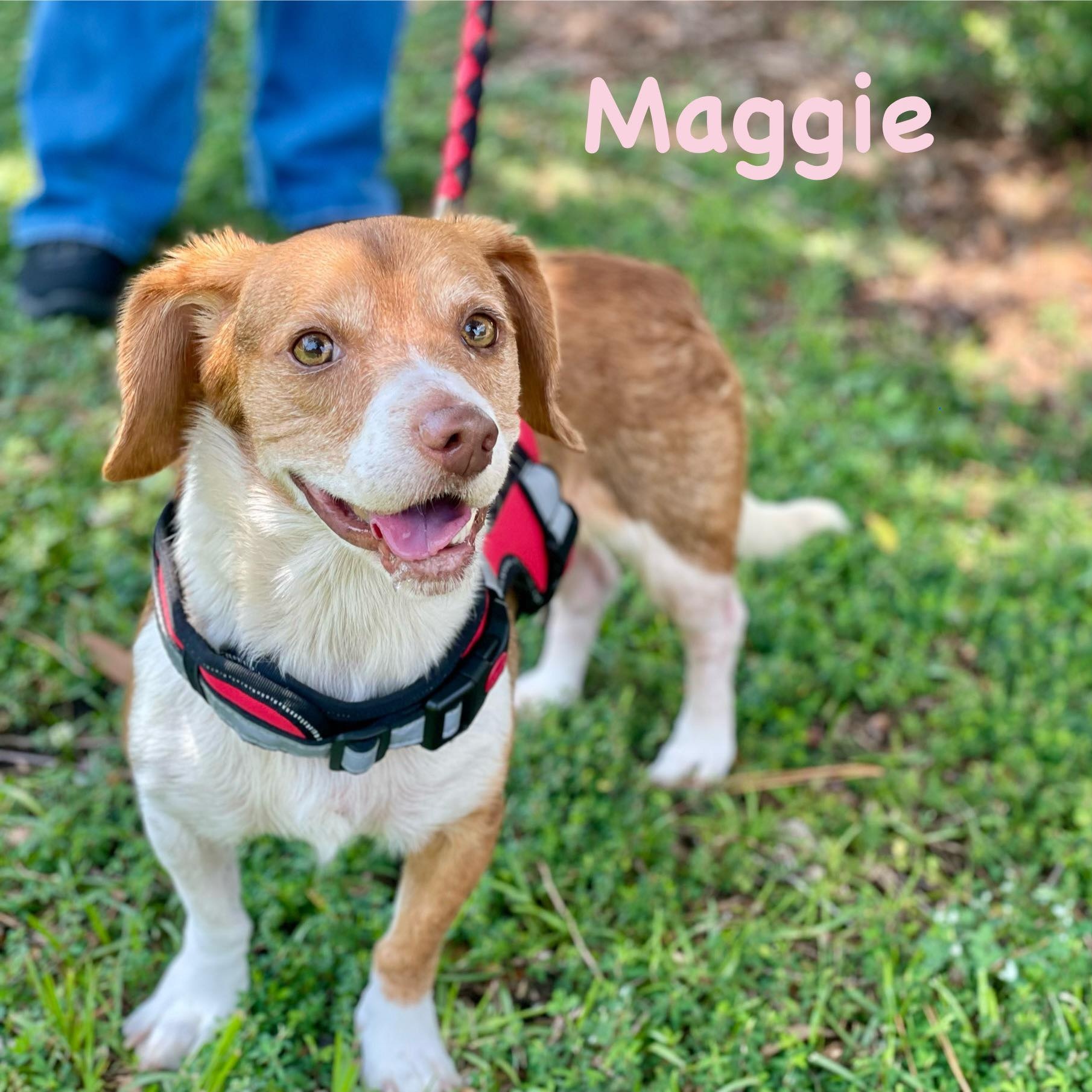 MAGGIE 3